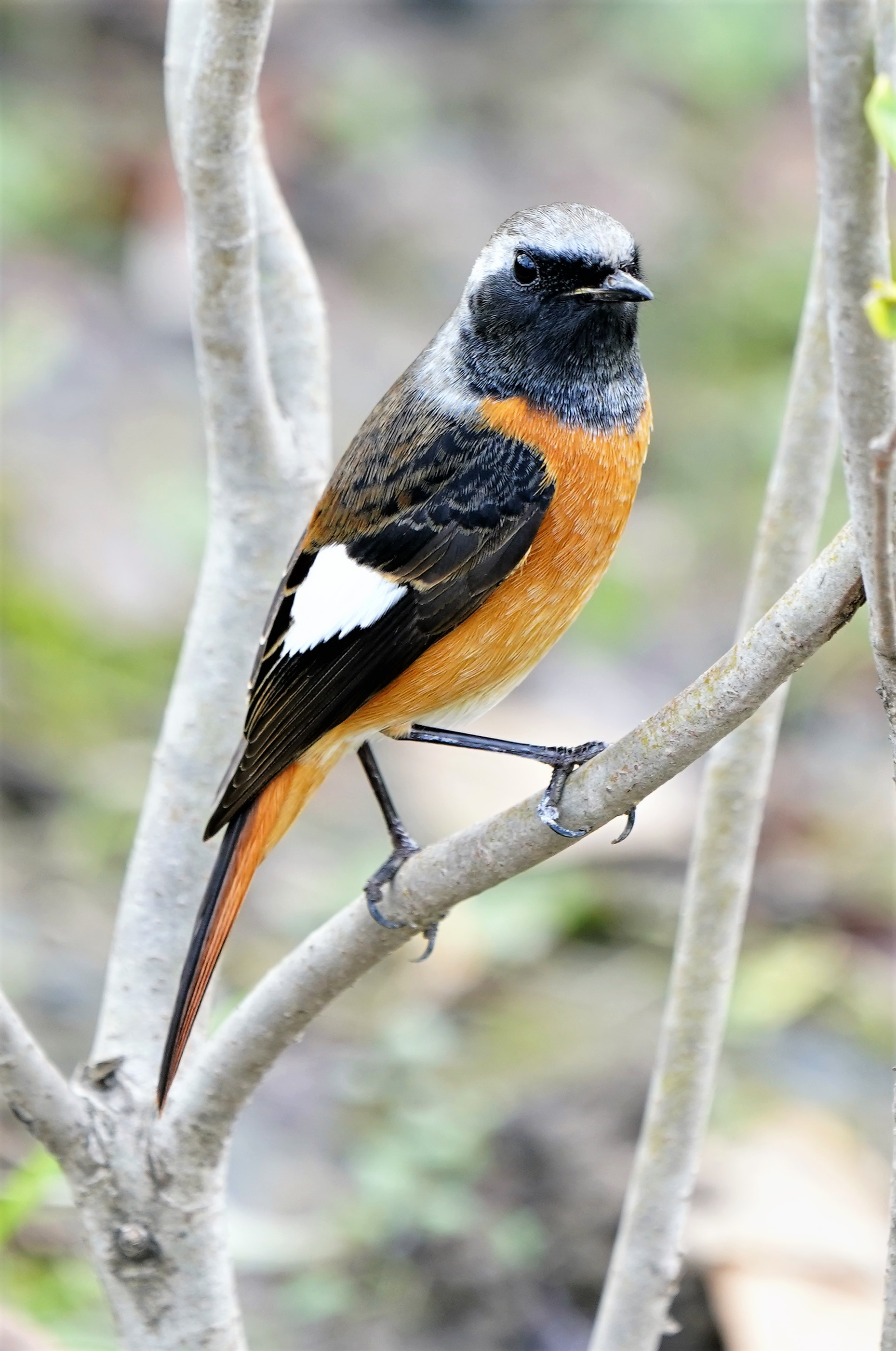 日常生活中常见但不知名的鸟类有哪些? - 知乎