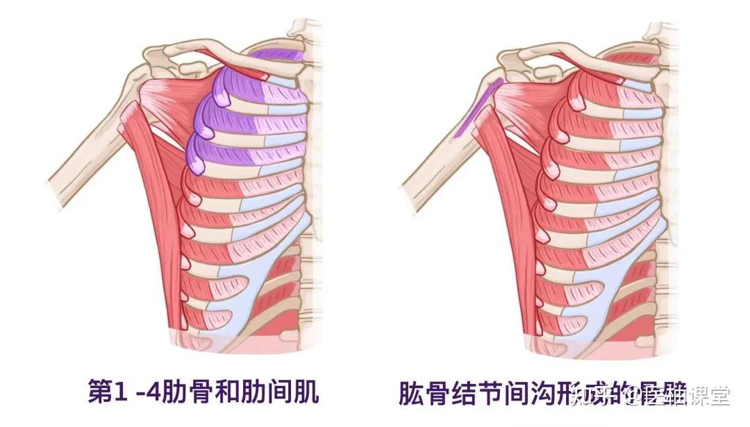 人体解剖学基础:腋窝 - 知乎