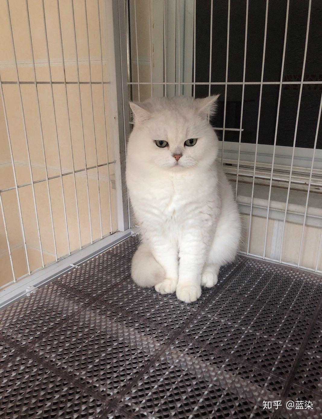 800买的英短银渐层是串串吗? - 知乎