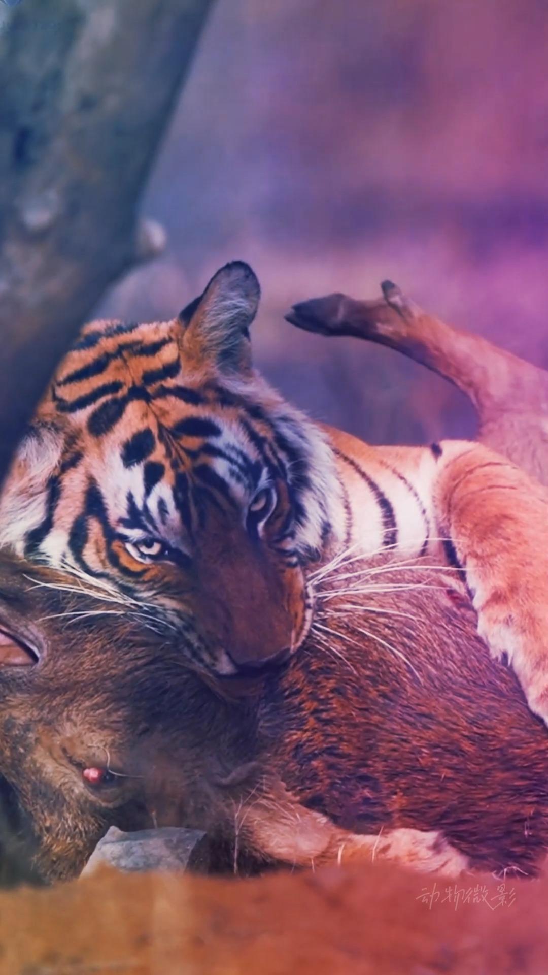 屏住呼吸老虎捕食满满的压迫感