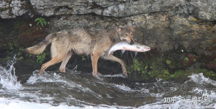 如果将 20 只狼和 500 只鹿放进同一孤岛，最后谁能活下来？