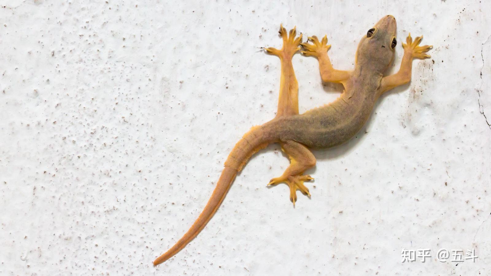 壁纸 动物 蜥 蜥蜴 1600_900