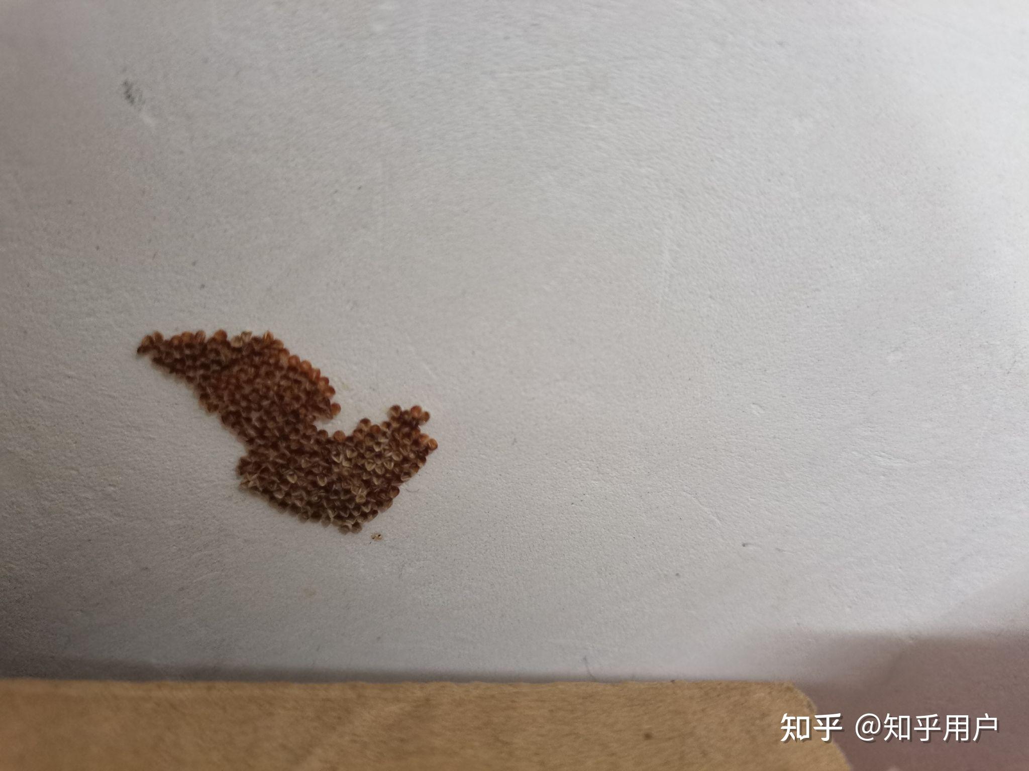 大早上起来我墙边上发现了一大坨虫卵橘红色的太恶心了有朋友知道是