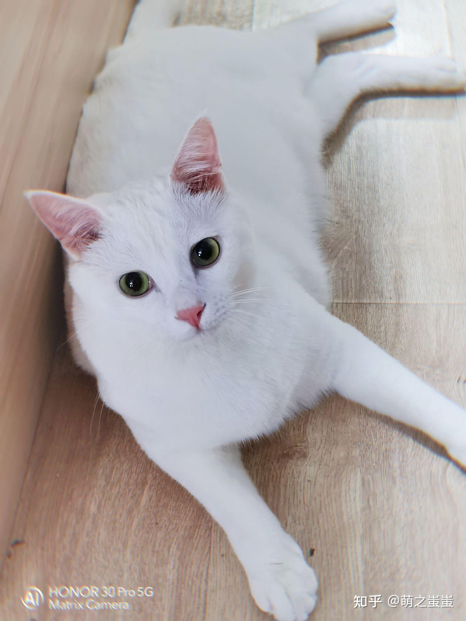 绿眼睛的白猫图片