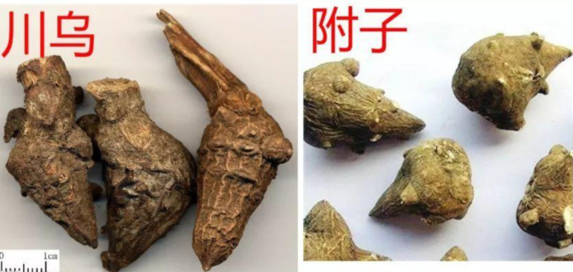 中国毒药史(四)|古代十大毒药排名,有诗为证(下) - 知乎