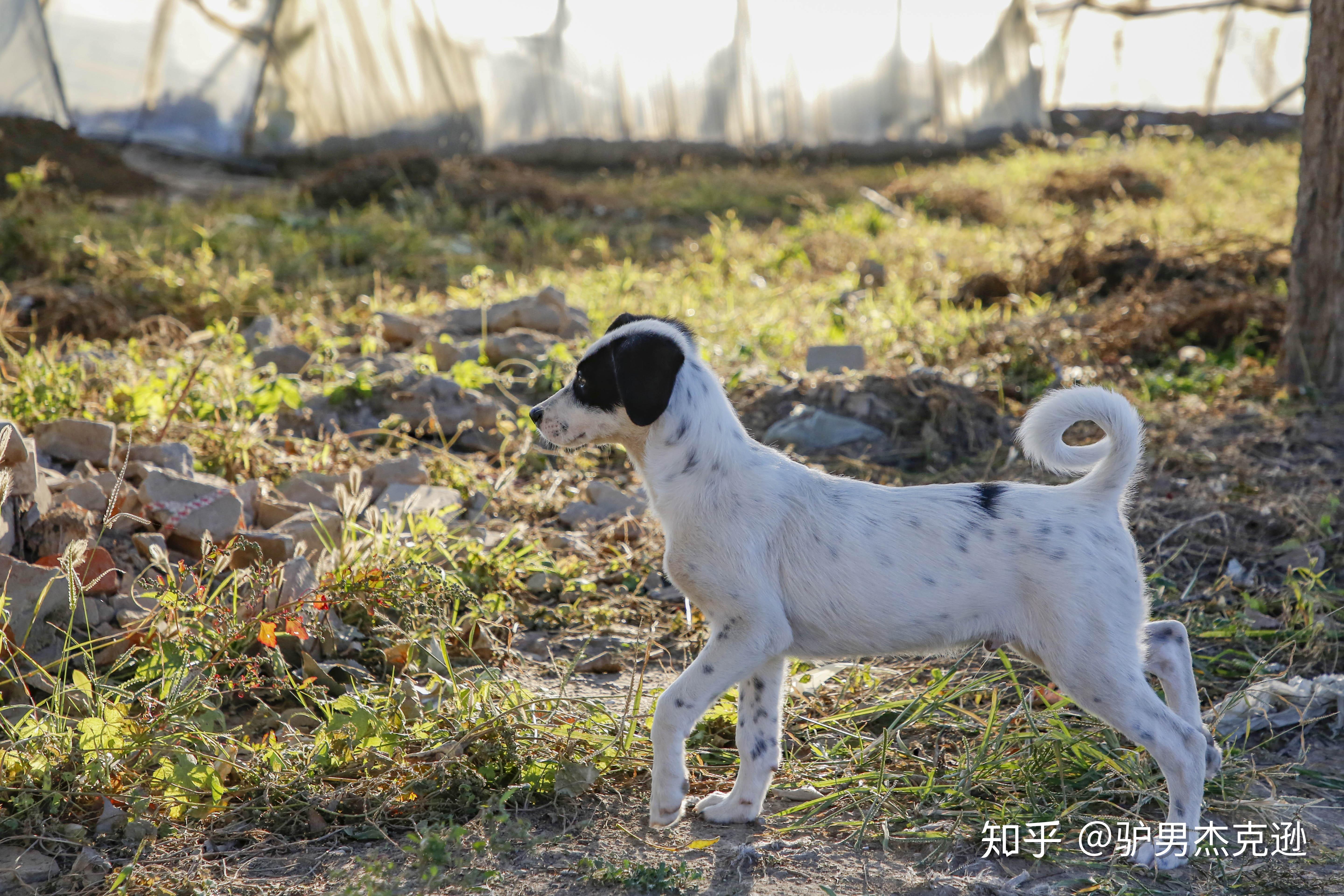 请问拉布拉多和边牧串串怎么样? 