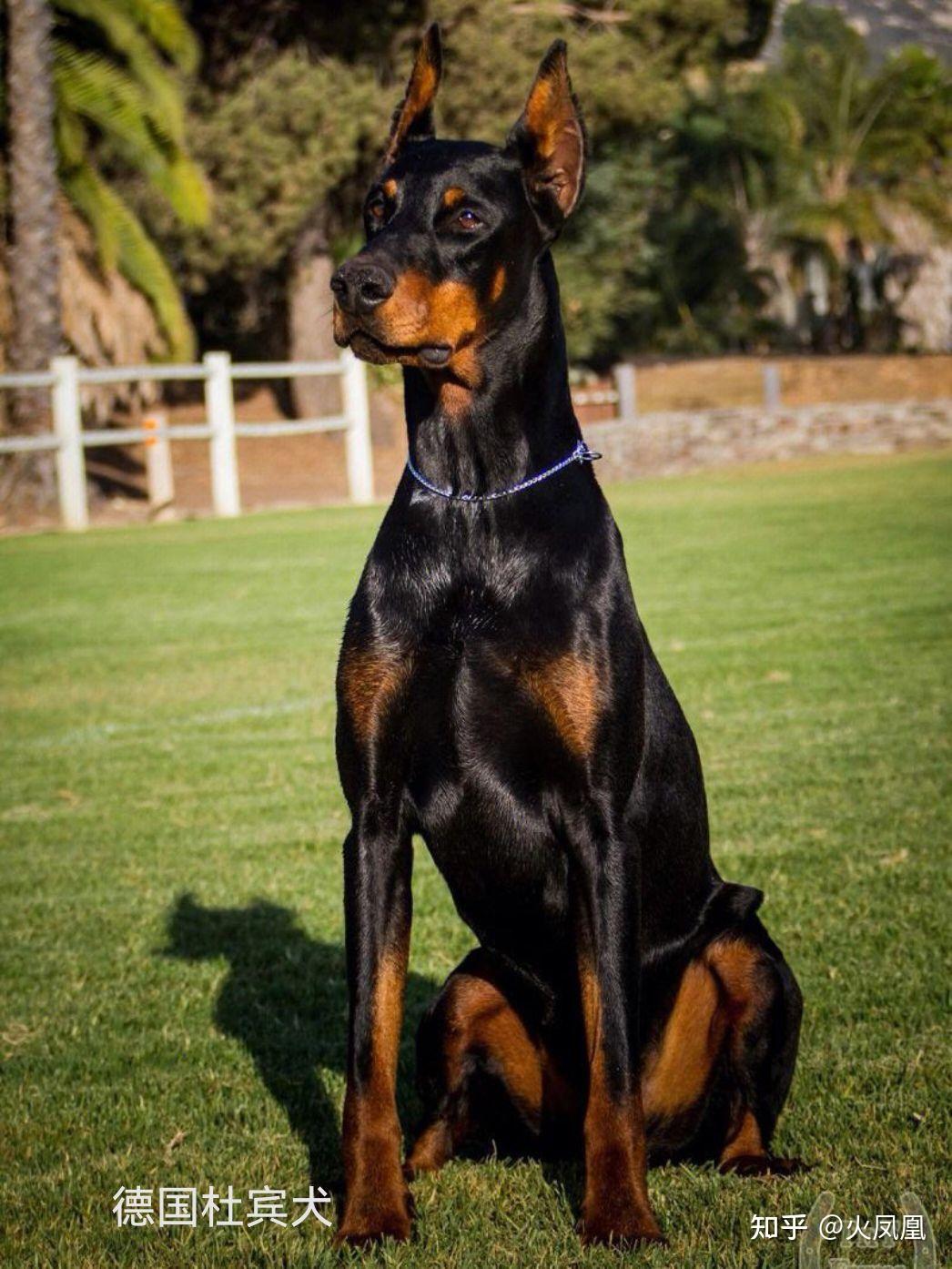 看图对应身边有哪些恶犬,不要被它的呆萌外表迷惑,遇见请尽快远离 - 知乎