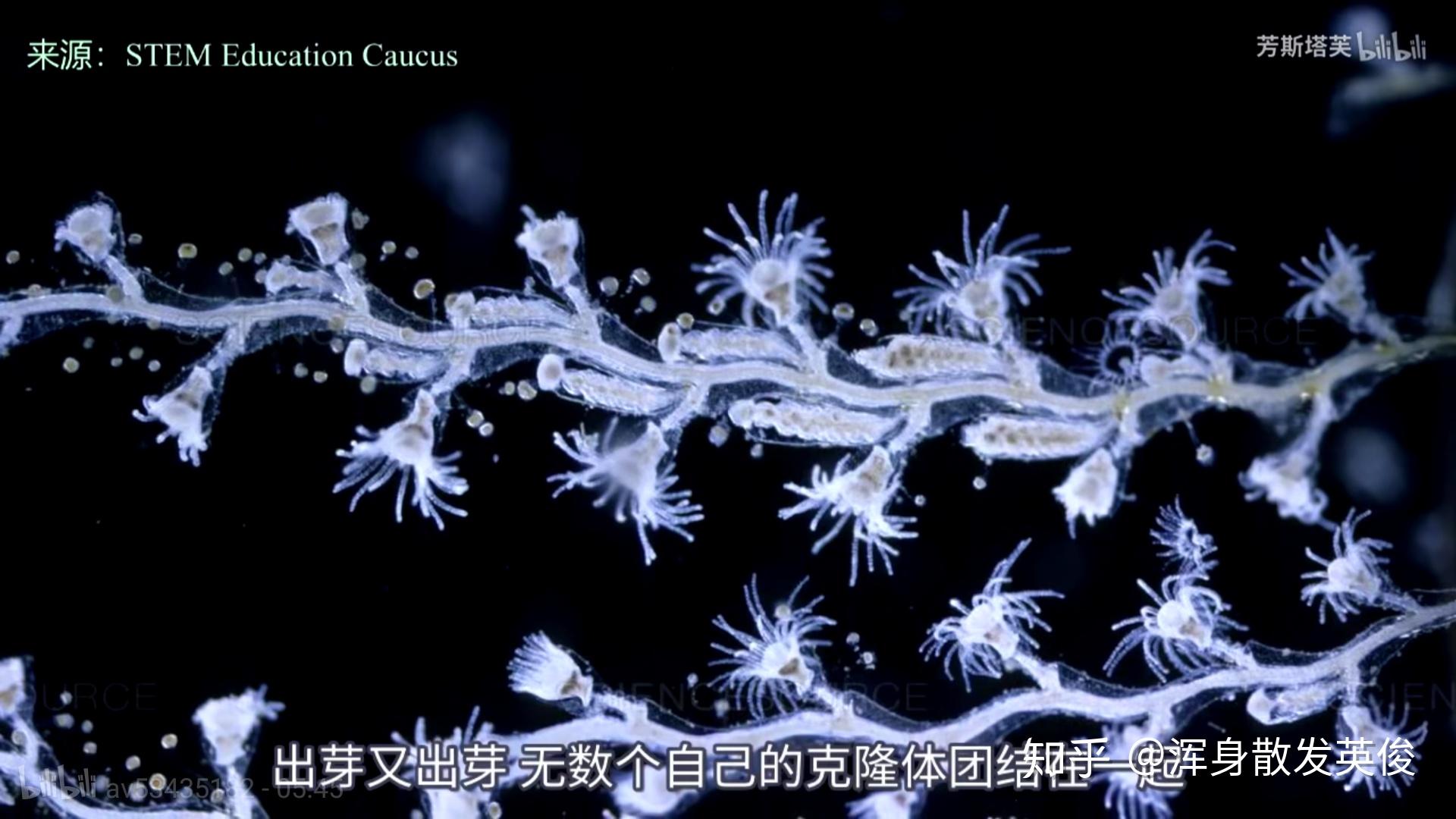 灯塔水母永生的原因是什么? - 知乎