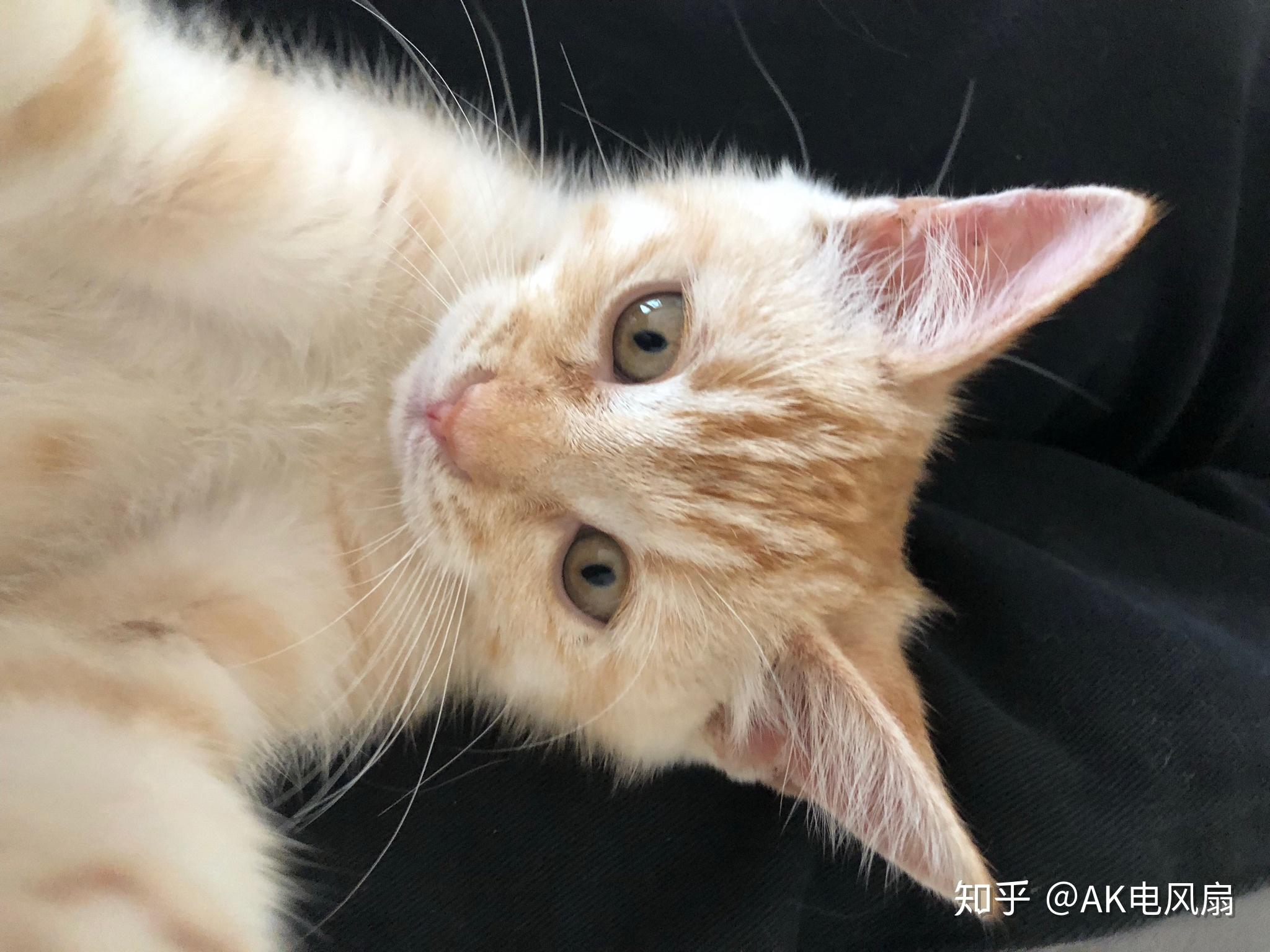 有养猫或者懂猫的大神看看,会有这种橘色美短么?是纯的么? - 知乎