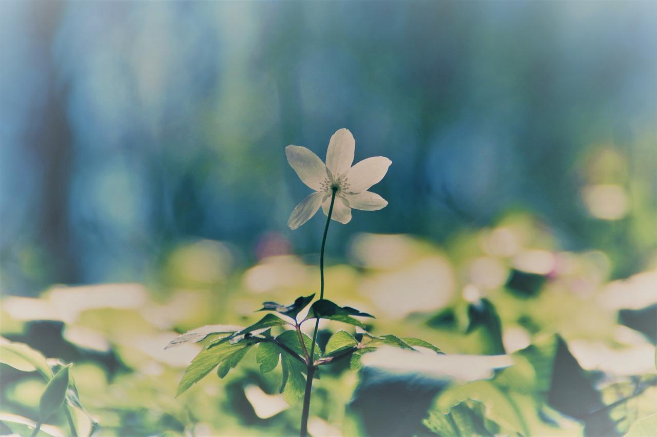 木棉花的寓意是什么