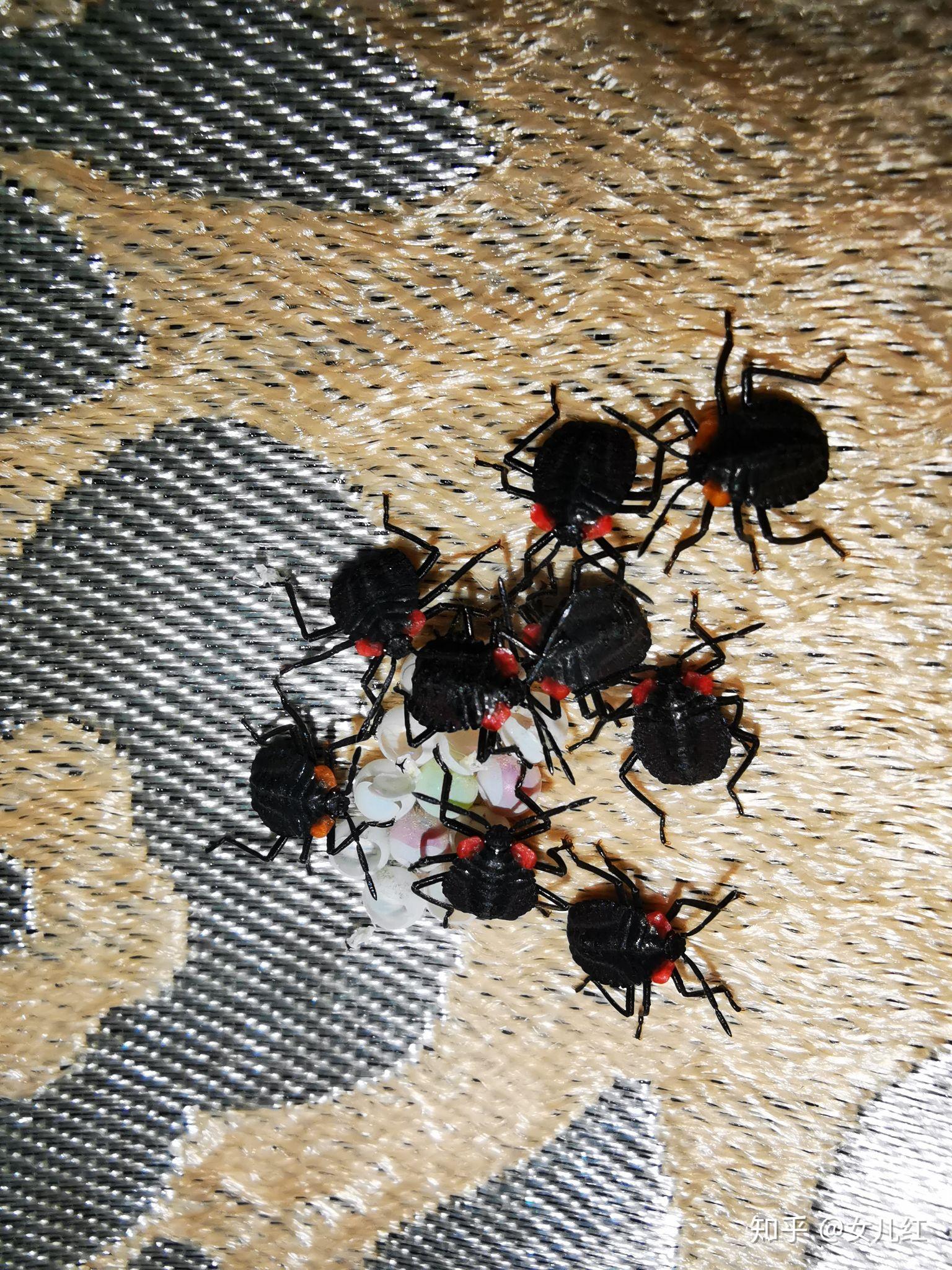 家住深圳,衣服上经常有荔枝蝽的卵,而且经常一不小心幼虫就敷出来了