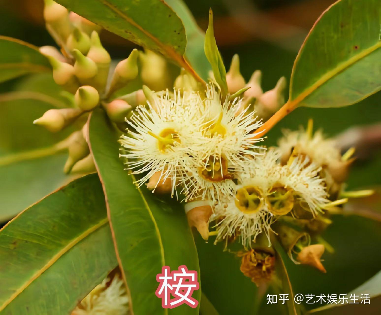 桉树的种类有哪些 - 知乎