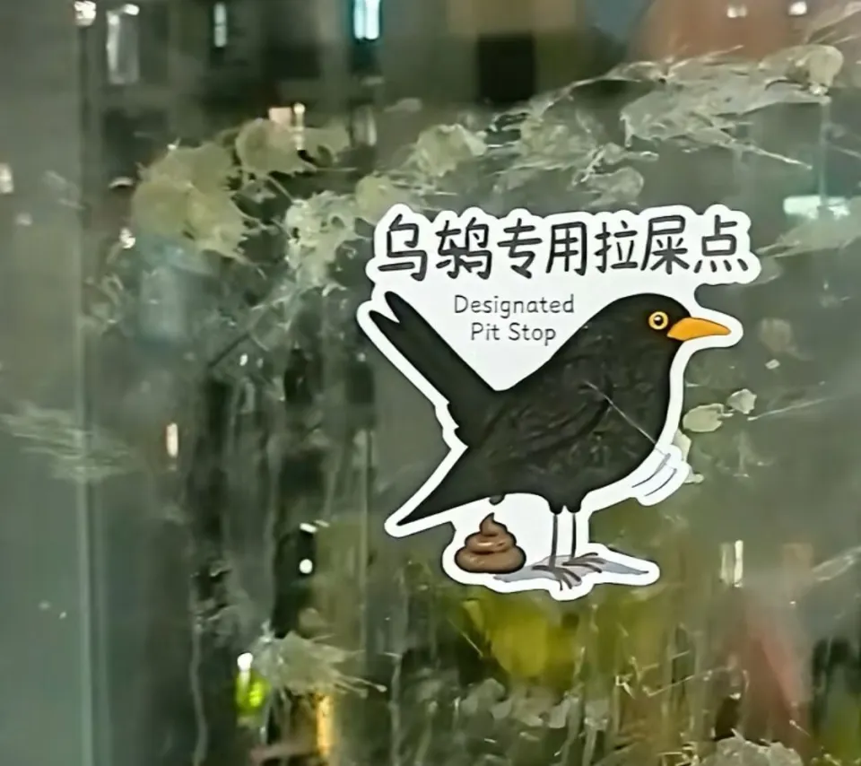 网友被乌鸫每天对窗户喷便便，专家称它报复心极强且聪明，乌鸫这种鸟有多记仇？遇到这种情况该怎么办？