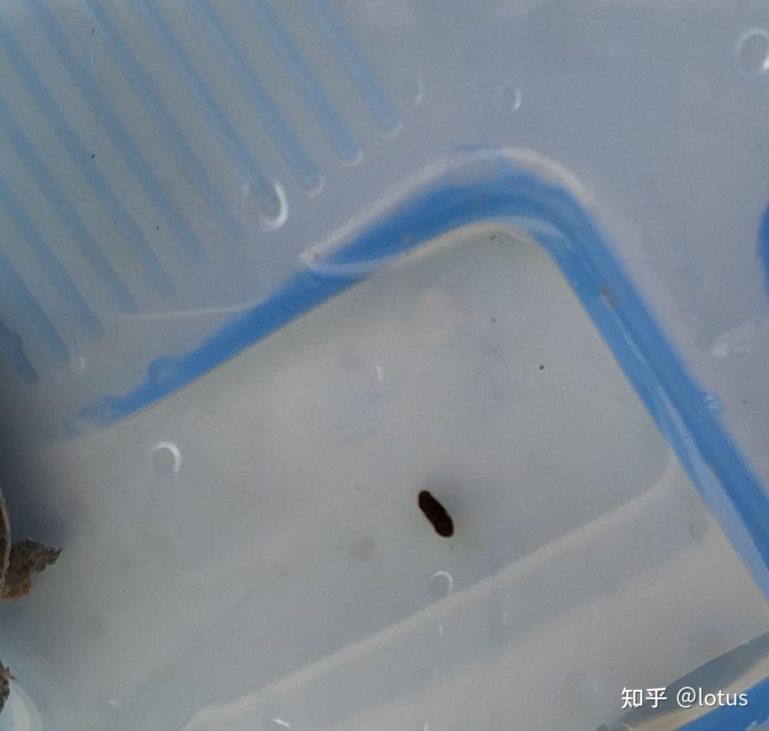 乌龟拉的屎是什么样子的