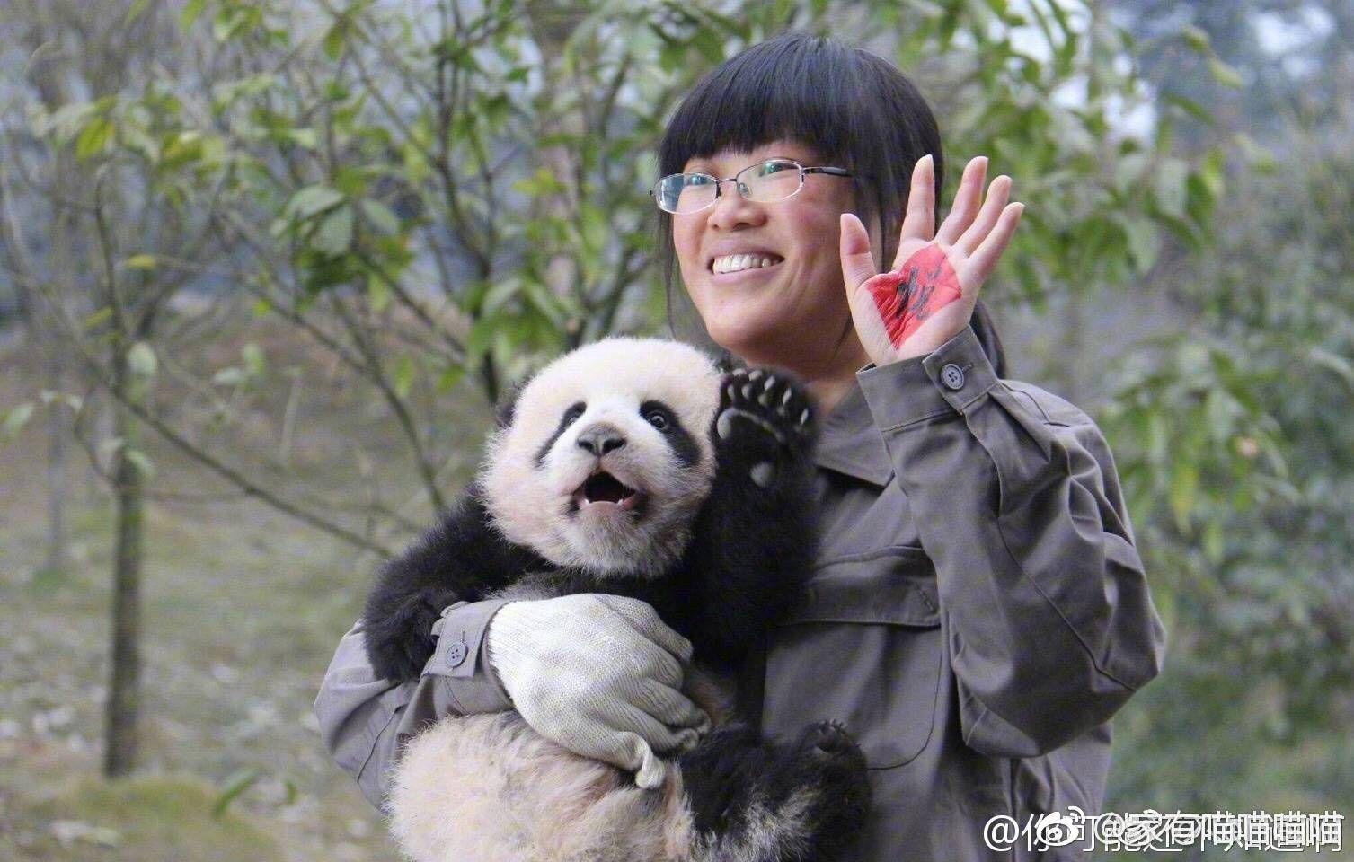 续签3 年,旅美大熊猫「美香」的真实现状如何,为什么不让「美香」回家