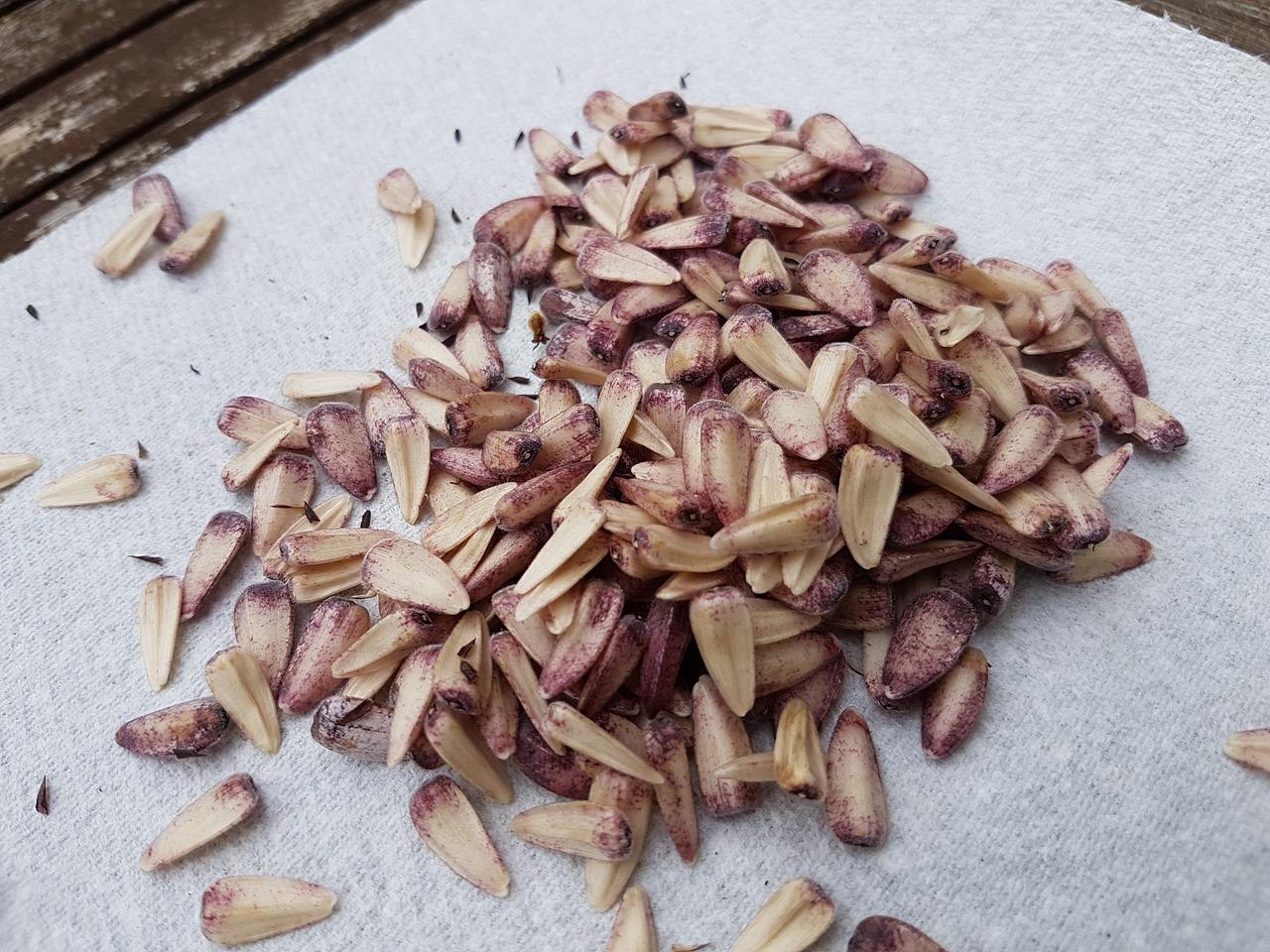 花朵绽放的美丽