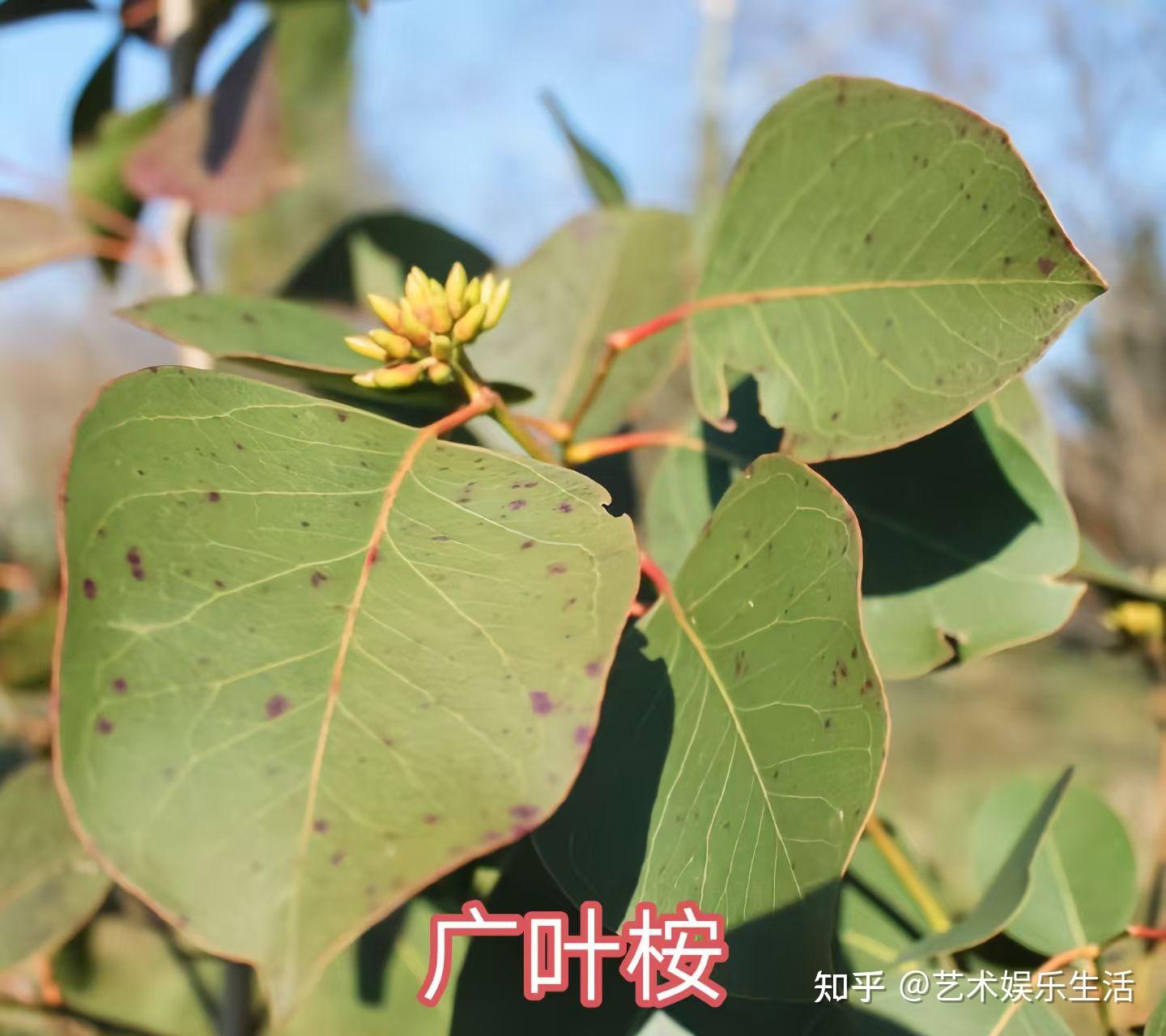 桉树的种类有哪些 - 知乎