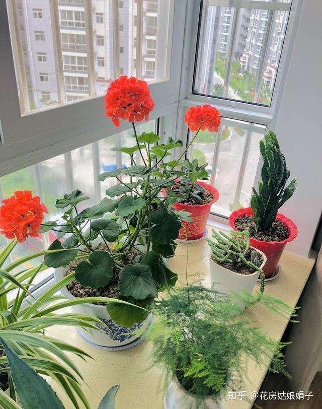 在家里养花,什么品种最好养活且鲜艳? - 知乎