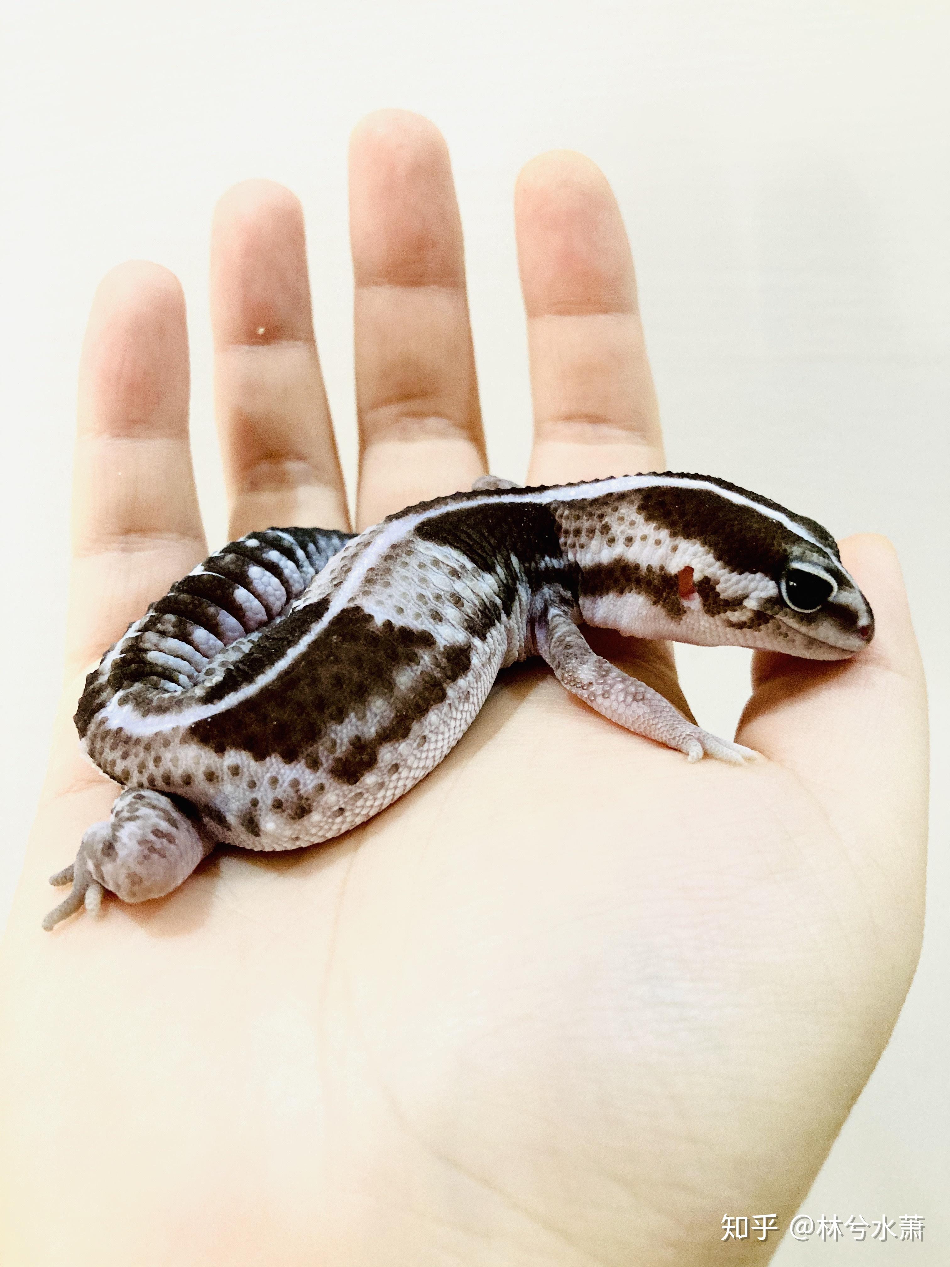 肥尾守宫好养吗,养一只大概多少钱? - 知乎