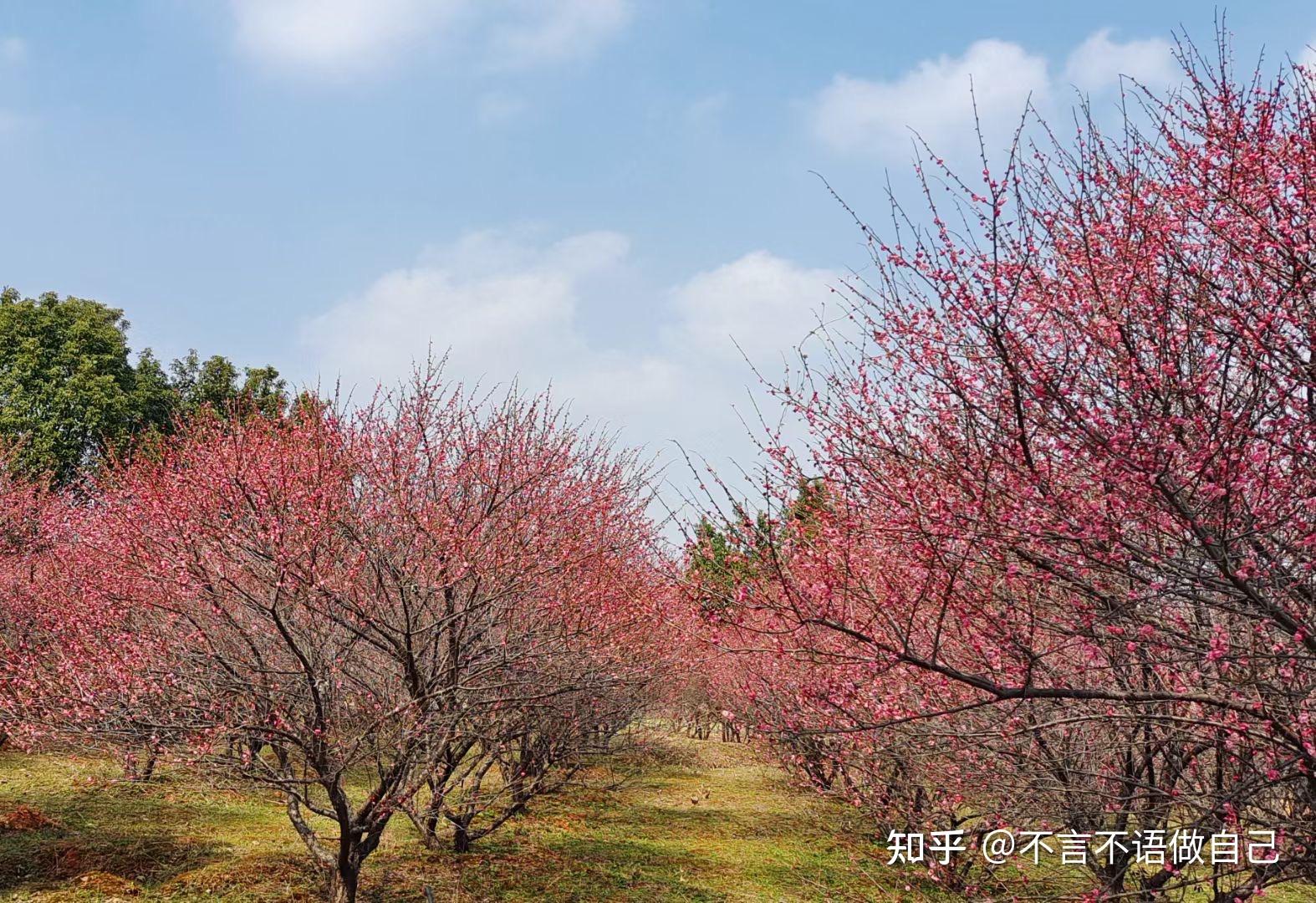 大家可以分享你们手机好看的风景图吗