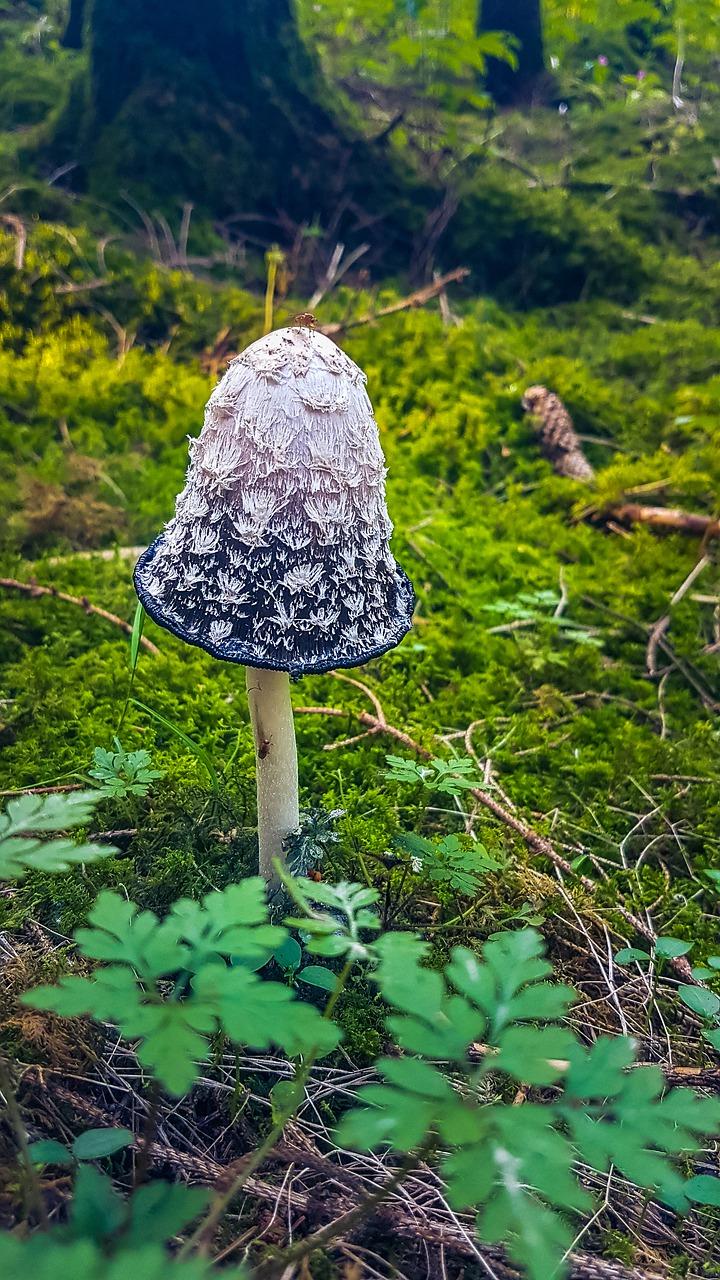 3. 蘑菇生长周期