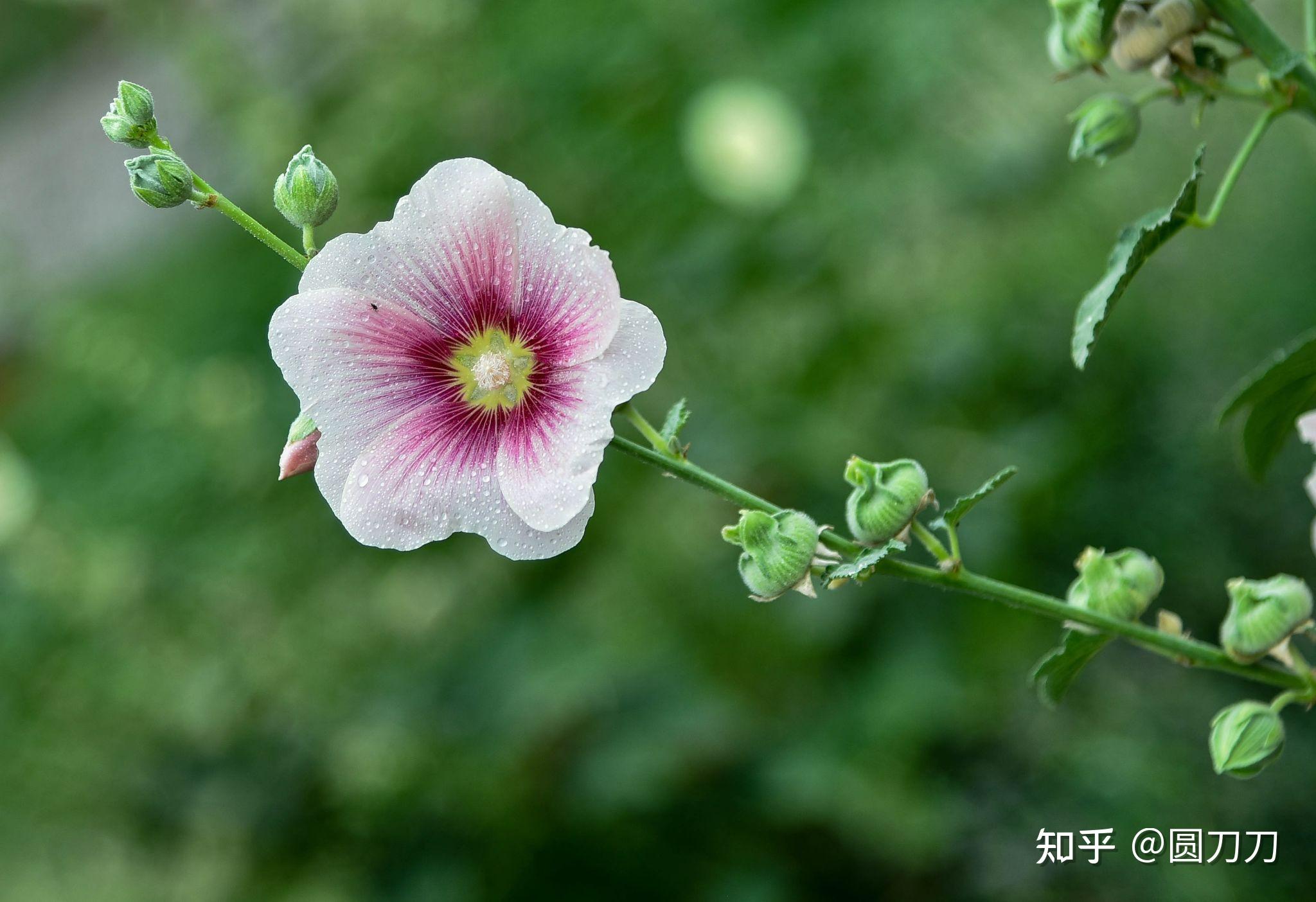 请问大家这是什么花呀叫什么名字?