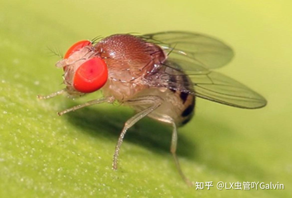 为什么果蝇有血,其他的食素的会飞昆虫都没有血? - 知乎