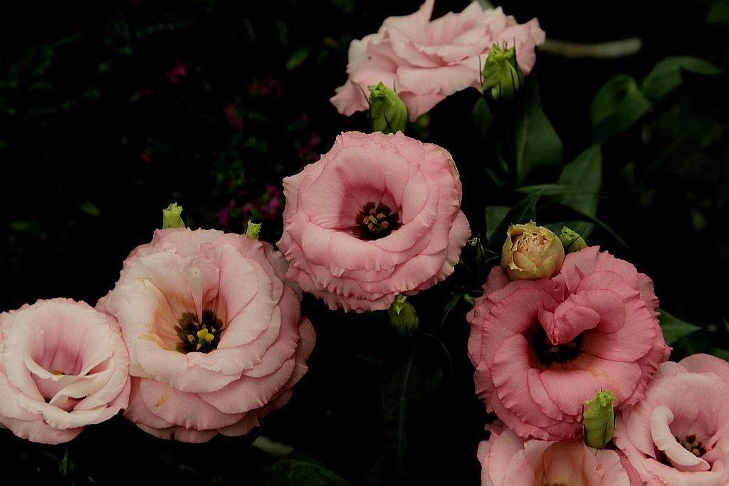 我是个养花小白想养个盆栽从种子养到开花27ω27那种重点是要好看