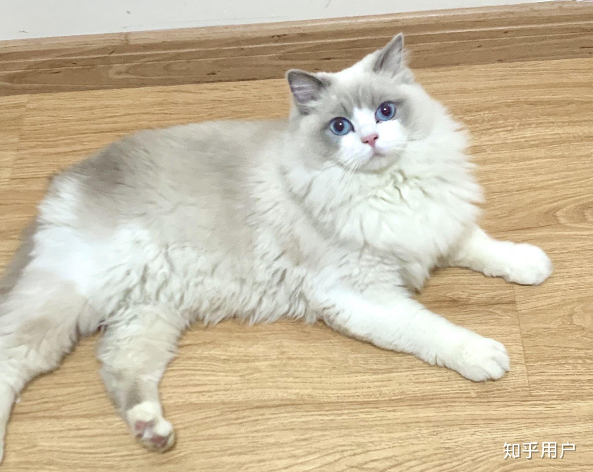 大家帮我看一下这只脸开歪的小布偶猫以后脸会不会全糊