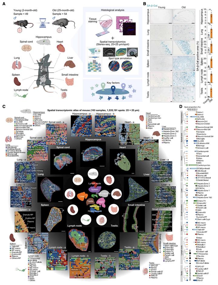 这篇Cell的图也太漂亮的吧,简直是一种欣赏,生信空间组学 - 知乎