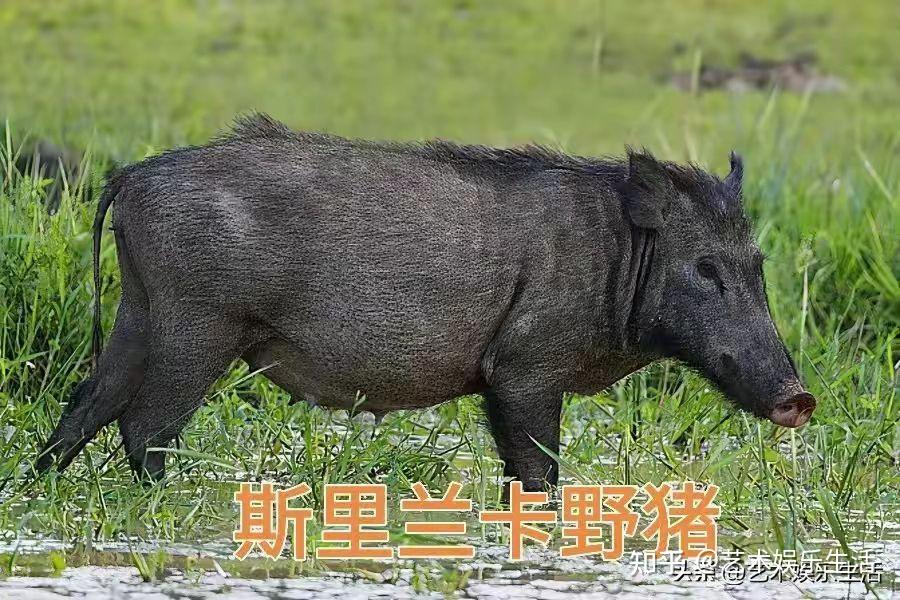 世界十大猪种是什么？各有什么特点？ 知乎 