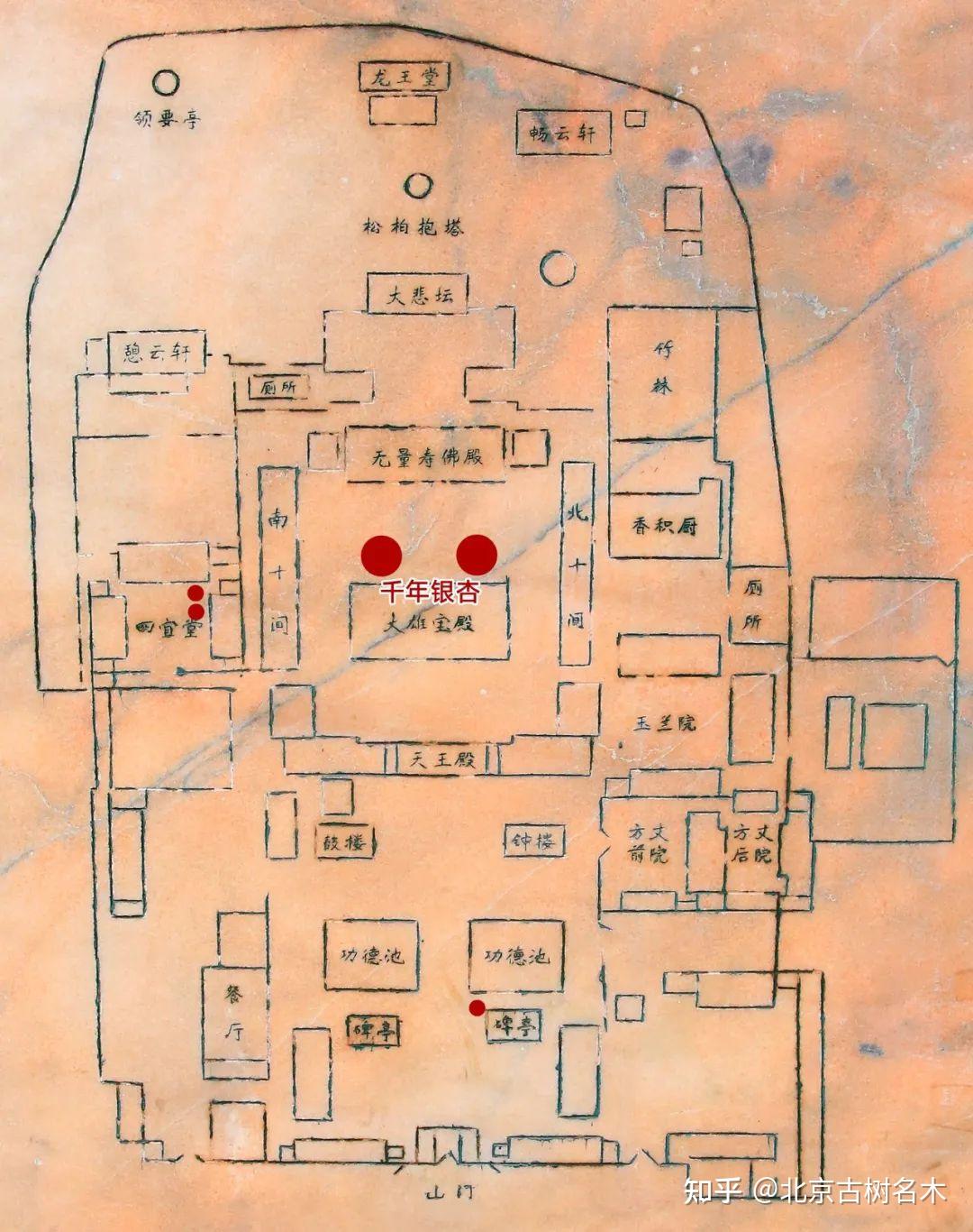 大觉寺的银杏有多美? - 知乎