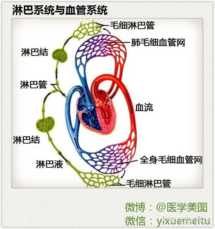 淋巴回流示意图图片