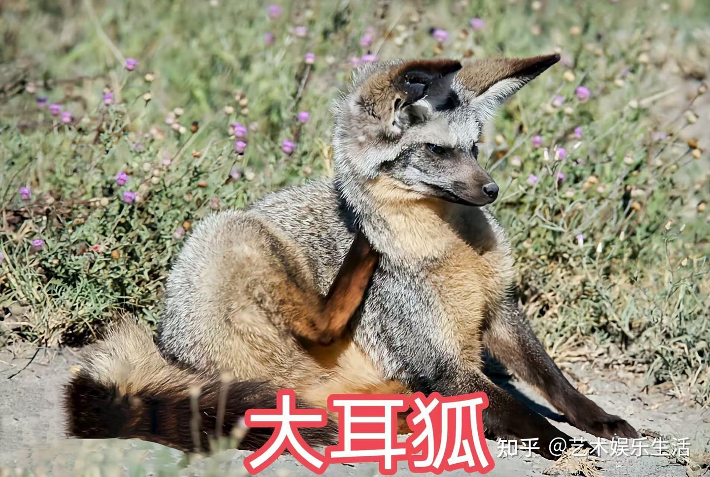 犬科的36种动物,种群数量达到了惊人的地步 - 知乎