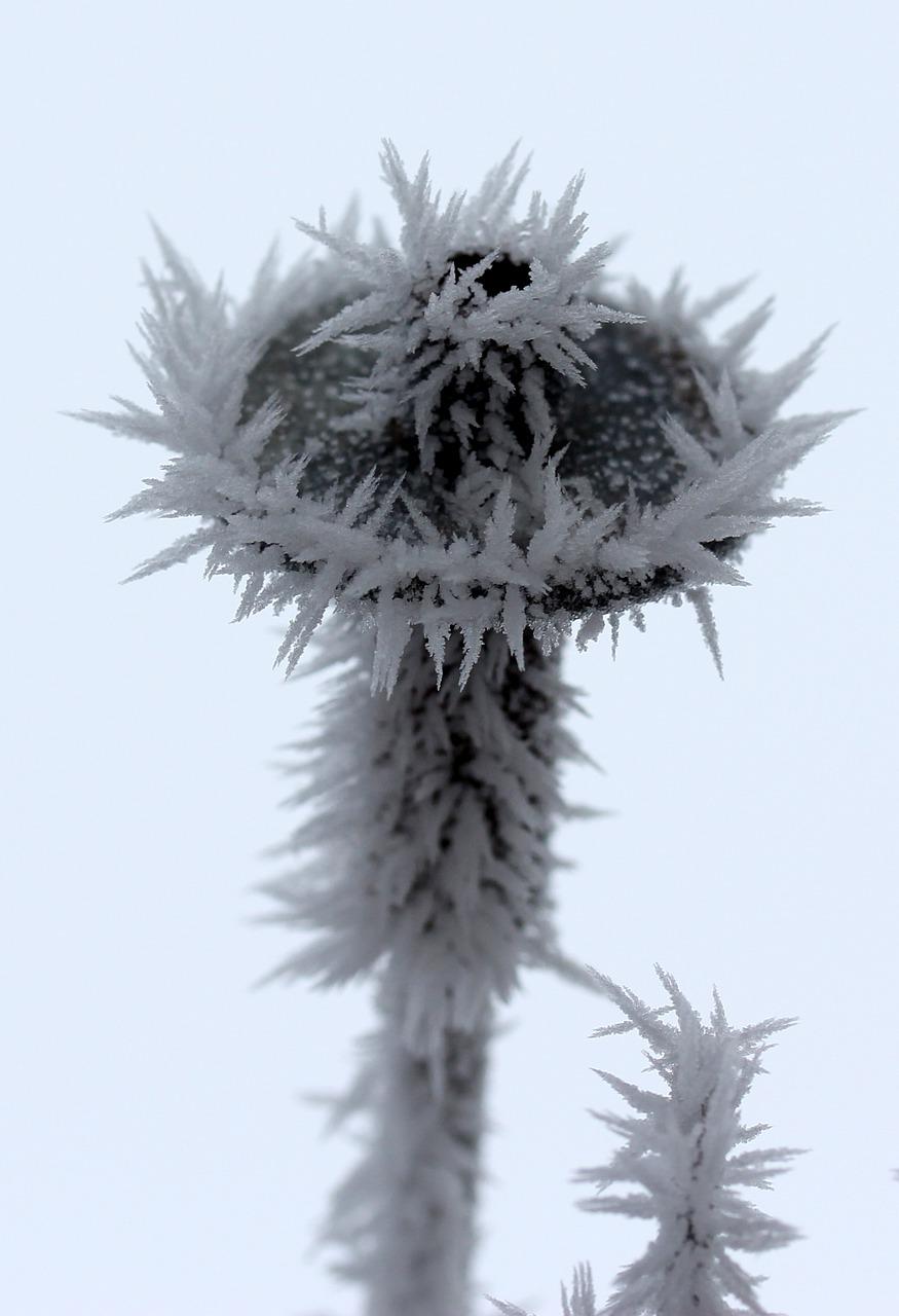 多少温度会有霜