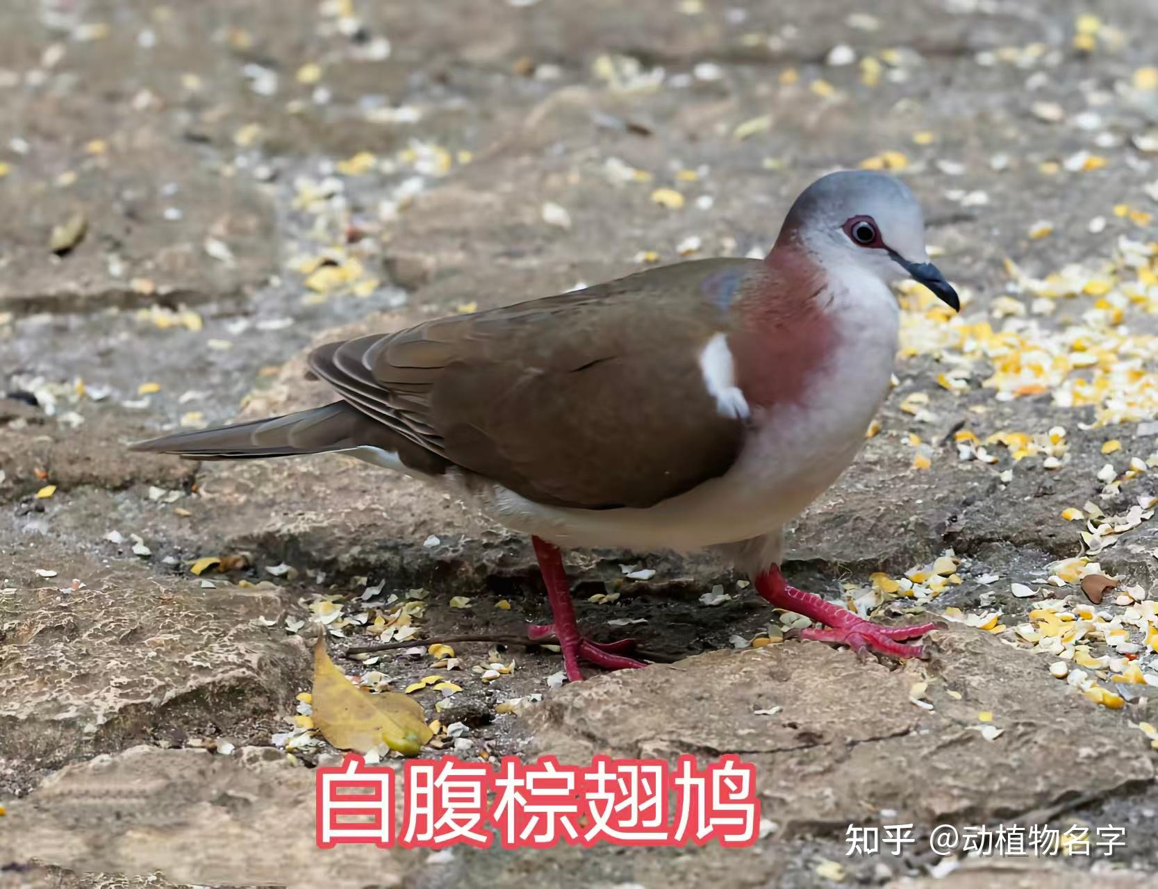 99图带你走进鸠鸽科鸟类的世界 - 知乎