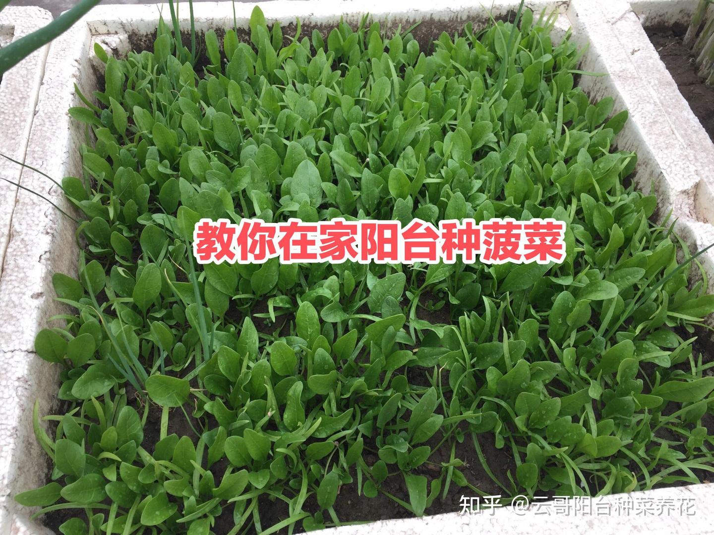 在家阳台种植菠菜