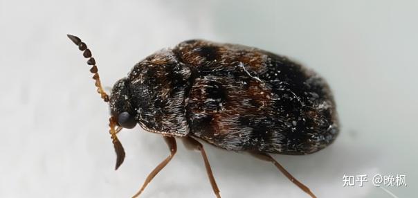 家里有这种硬壳虫黑色,会飞.怎么办?谁认识这个?