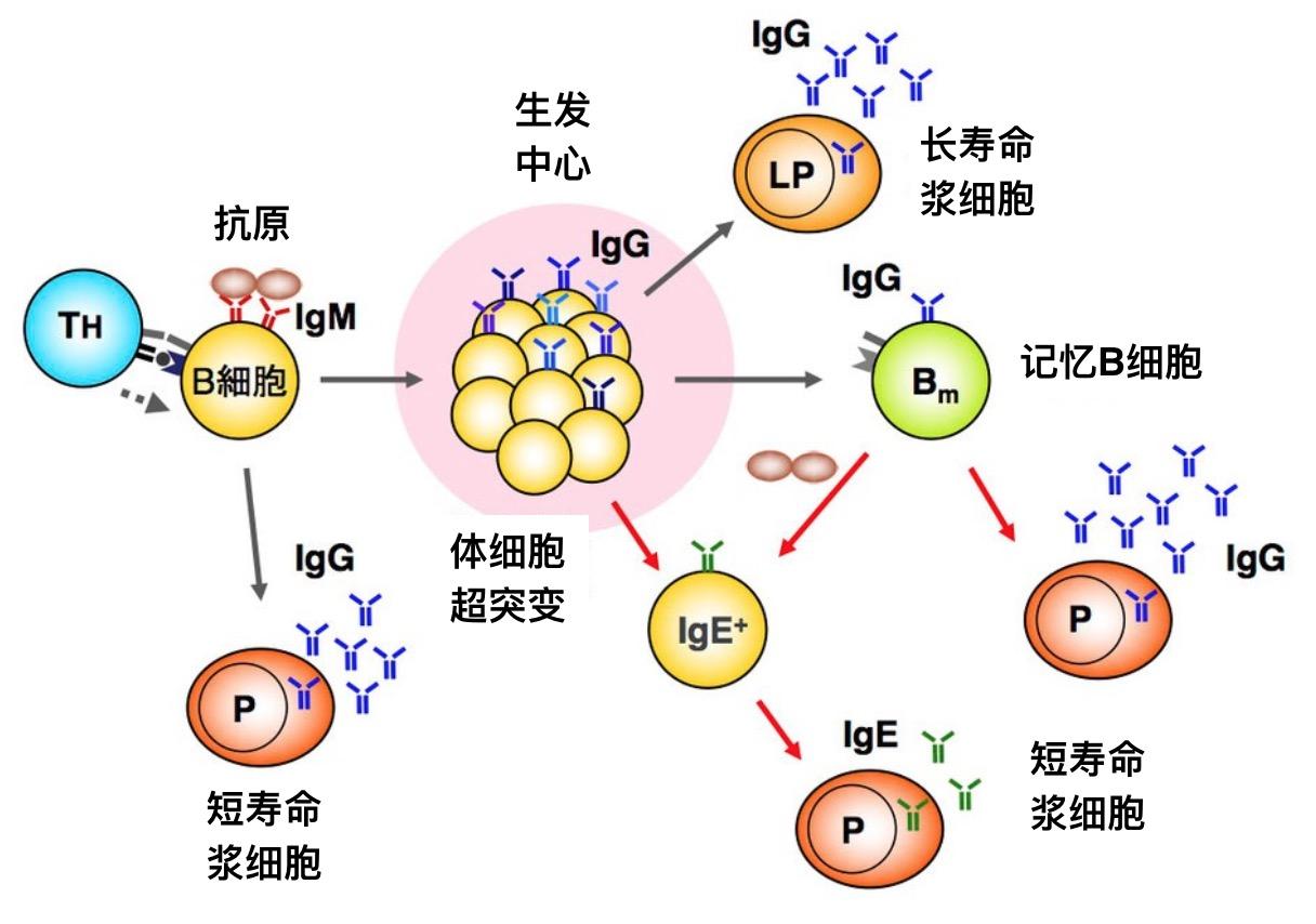 长寿命浆细胞(llpc)在免疫反应中起到什么样的作用?