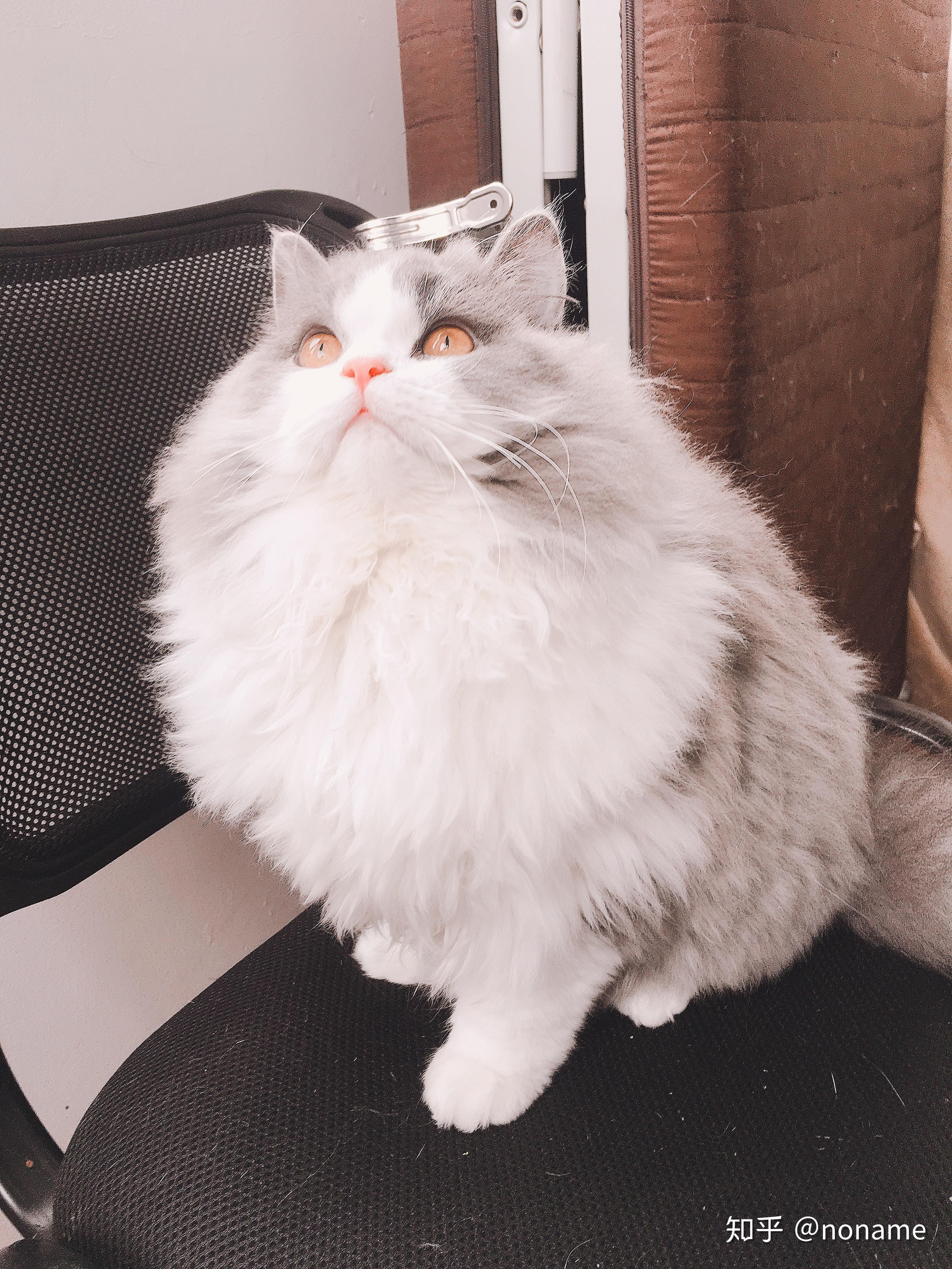 养高地猫是什么样的体验?