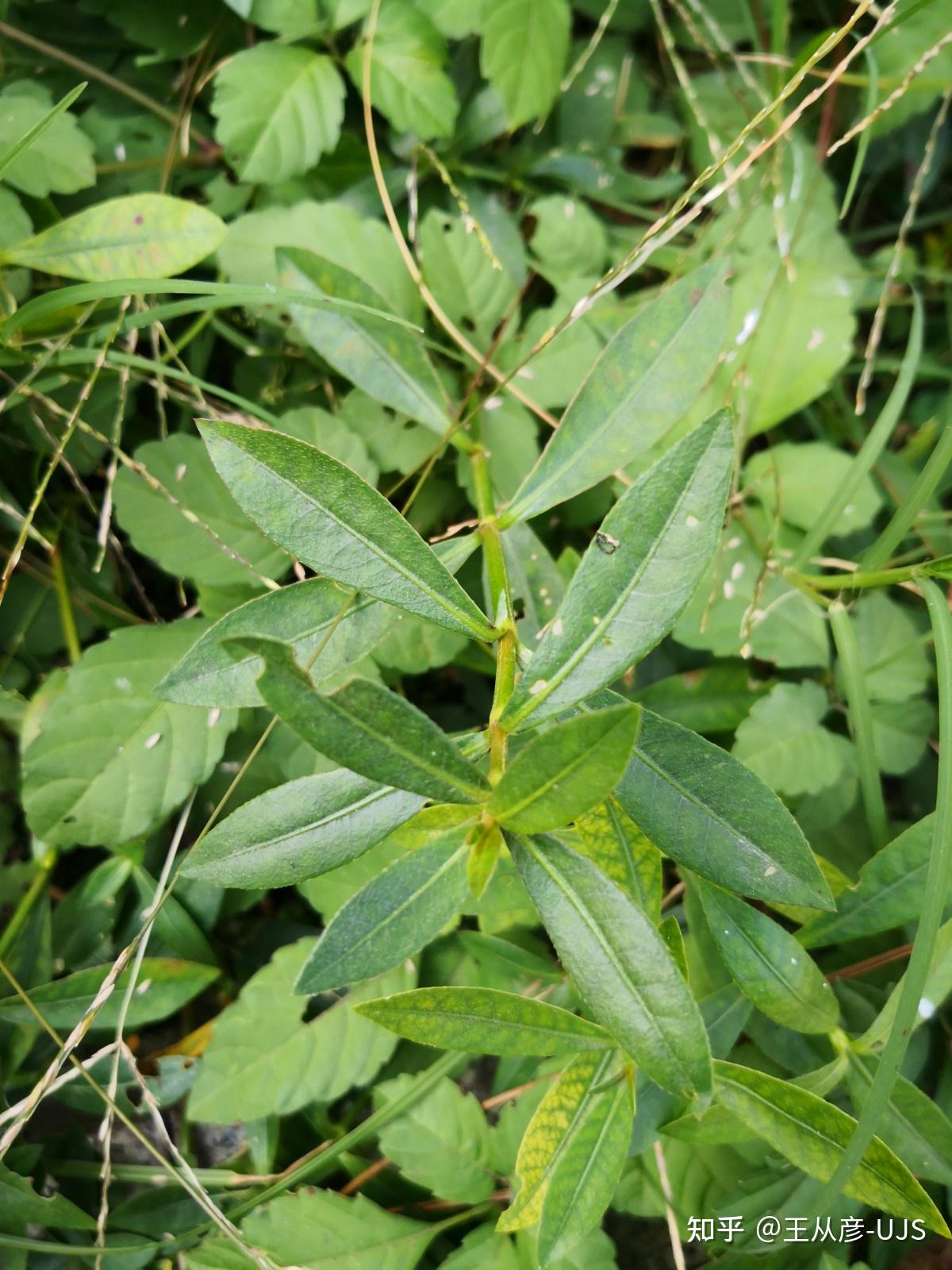 入侵植物空心莲子草/喜旱莲子草/水花生