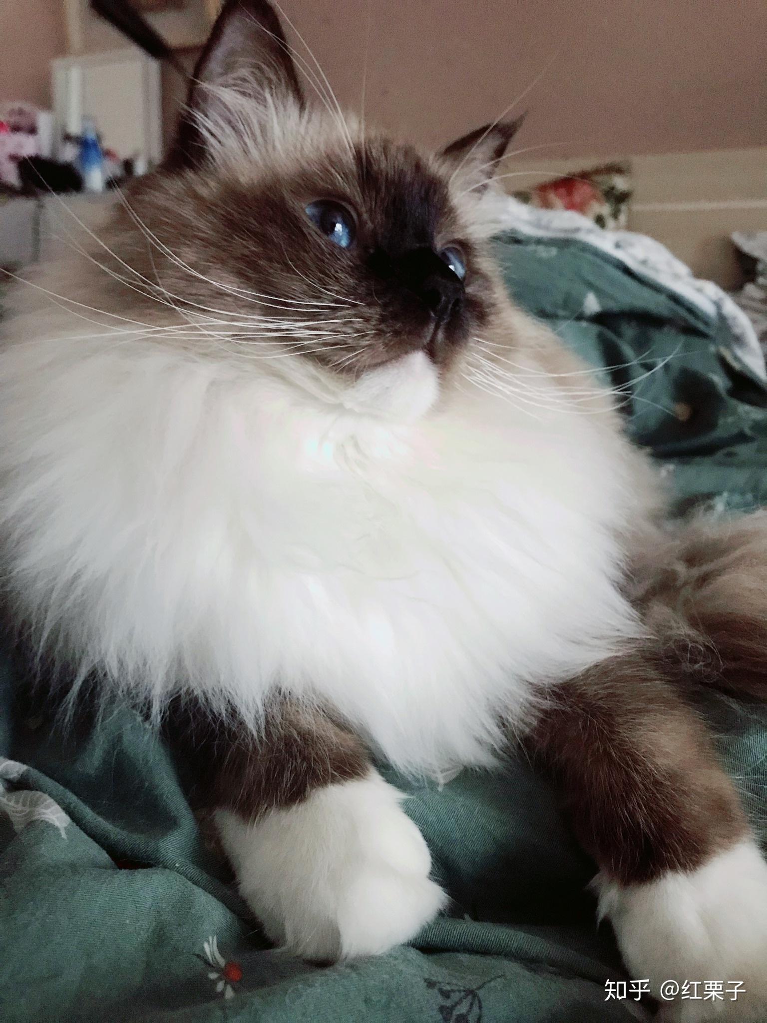 可以晒一下你家的白手套猫咪吗