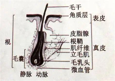 头发的结构与组成简述 - 知乎
