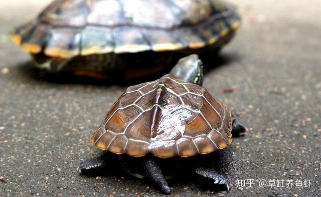 乌龟之间会互咬,为什么?就是这些因素导致的,你也有责任 - 知乎
