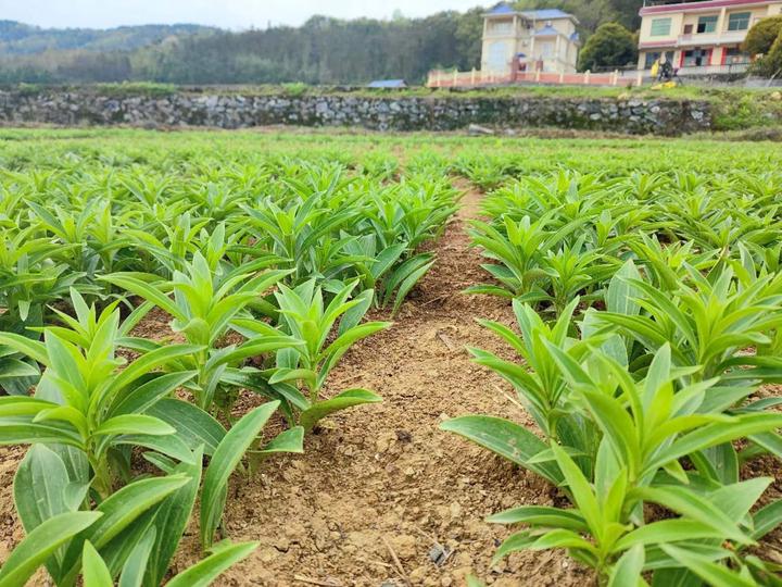 "蜂拥而入的赛道"