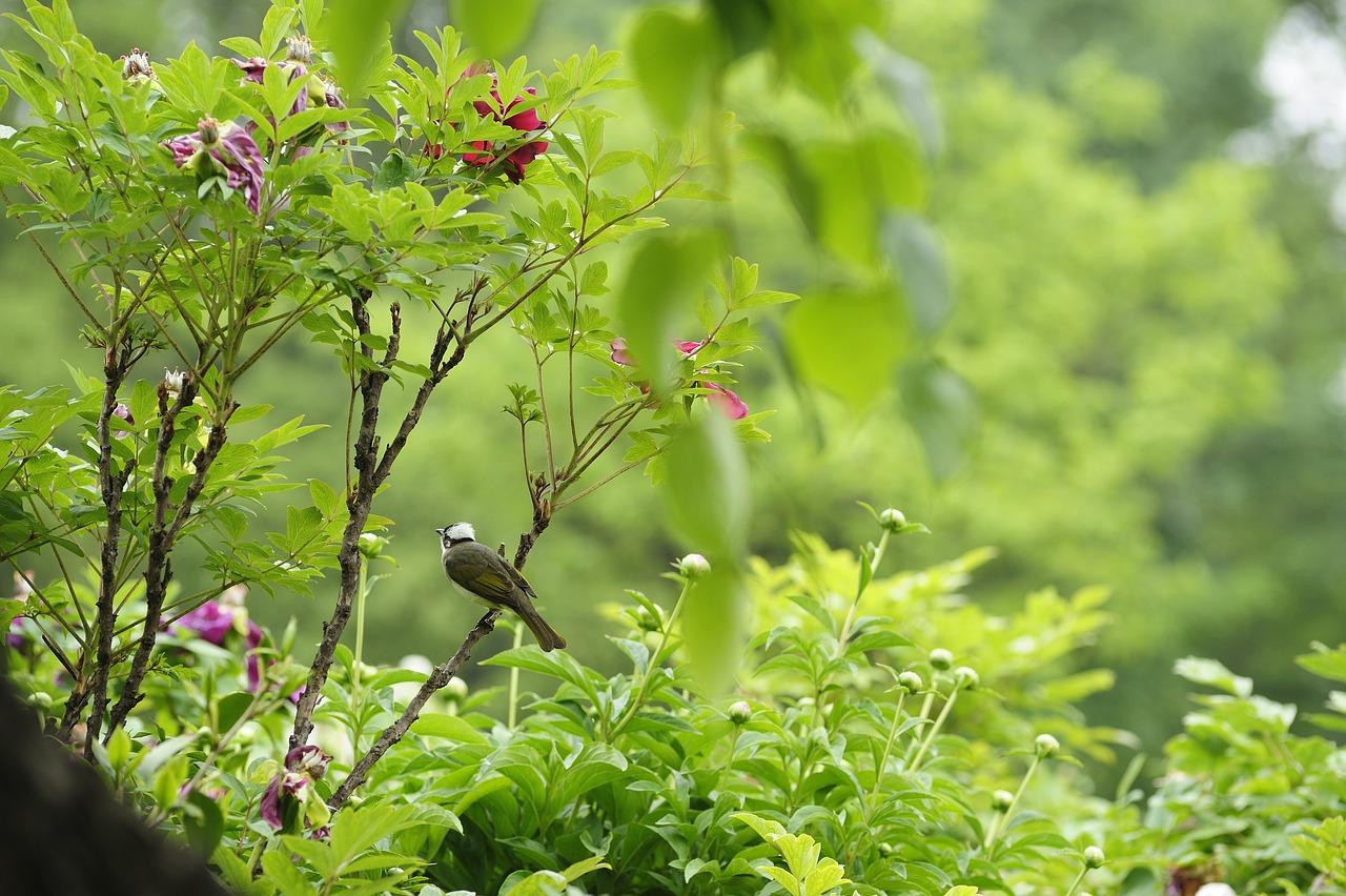 3. 土壤选择要点