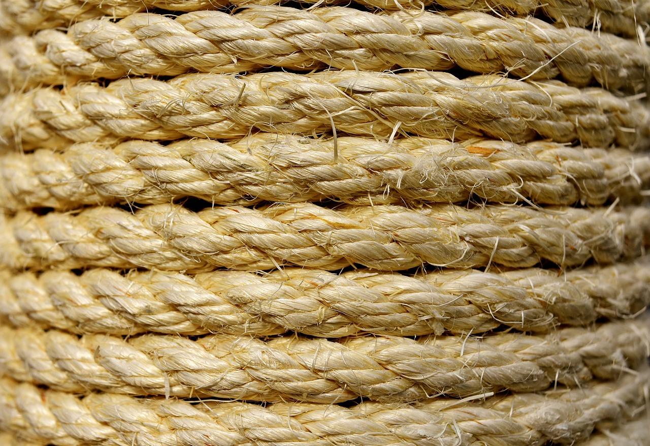 1. 剑麻种植要点