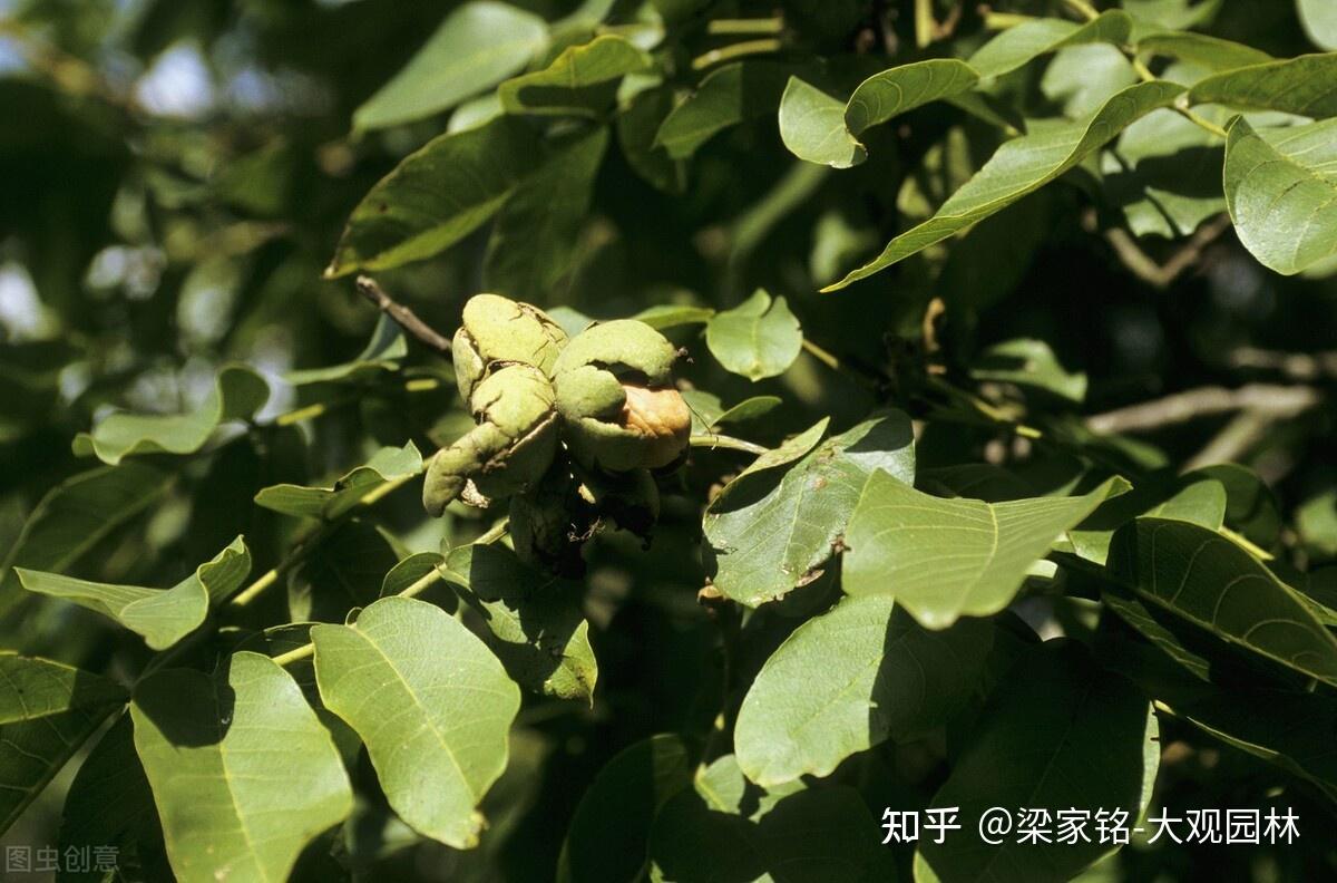 你了解园林中的胡桃树（核桃树）吗？ - 知乎