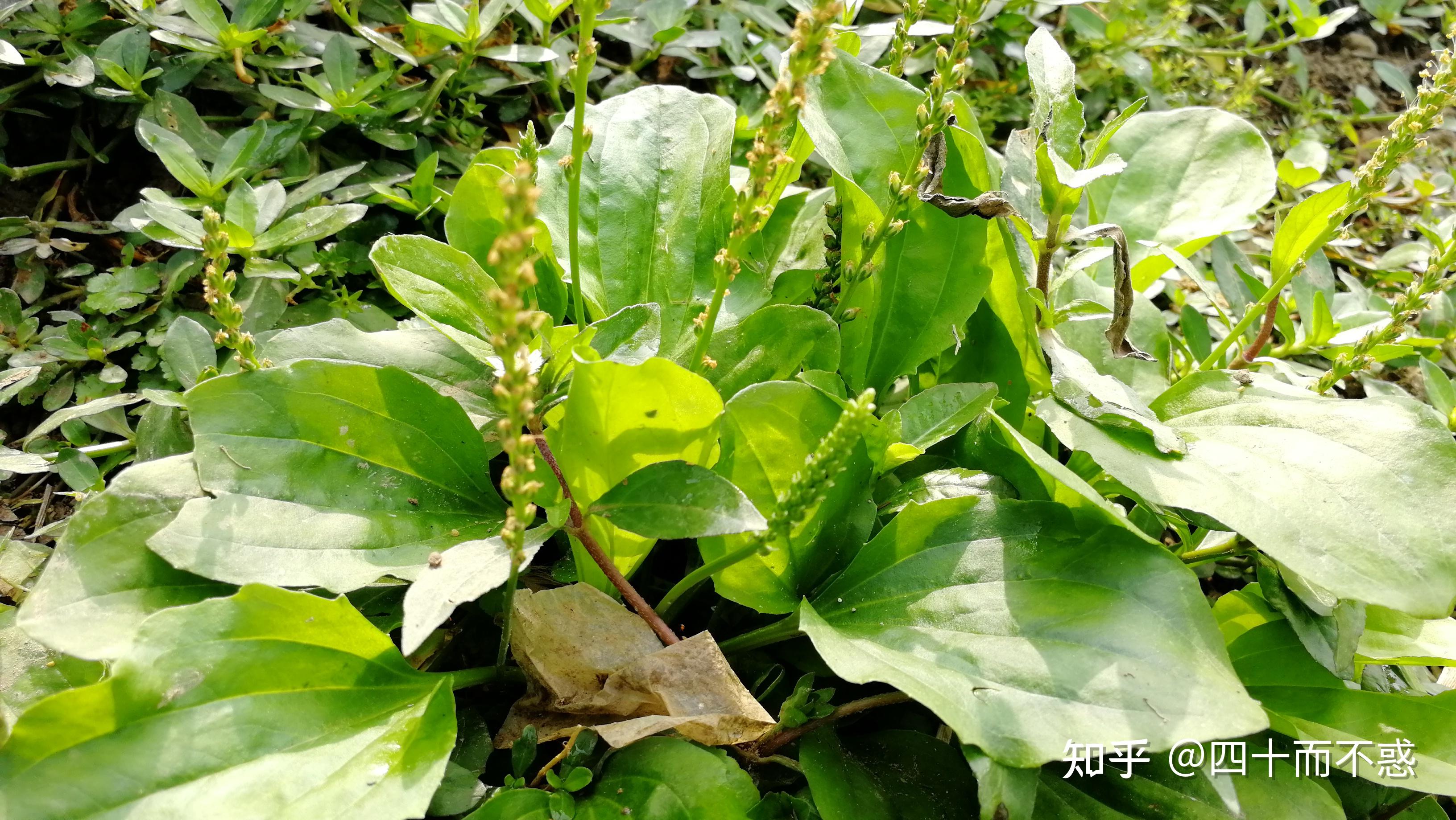 南方可食用野菜带图片图片