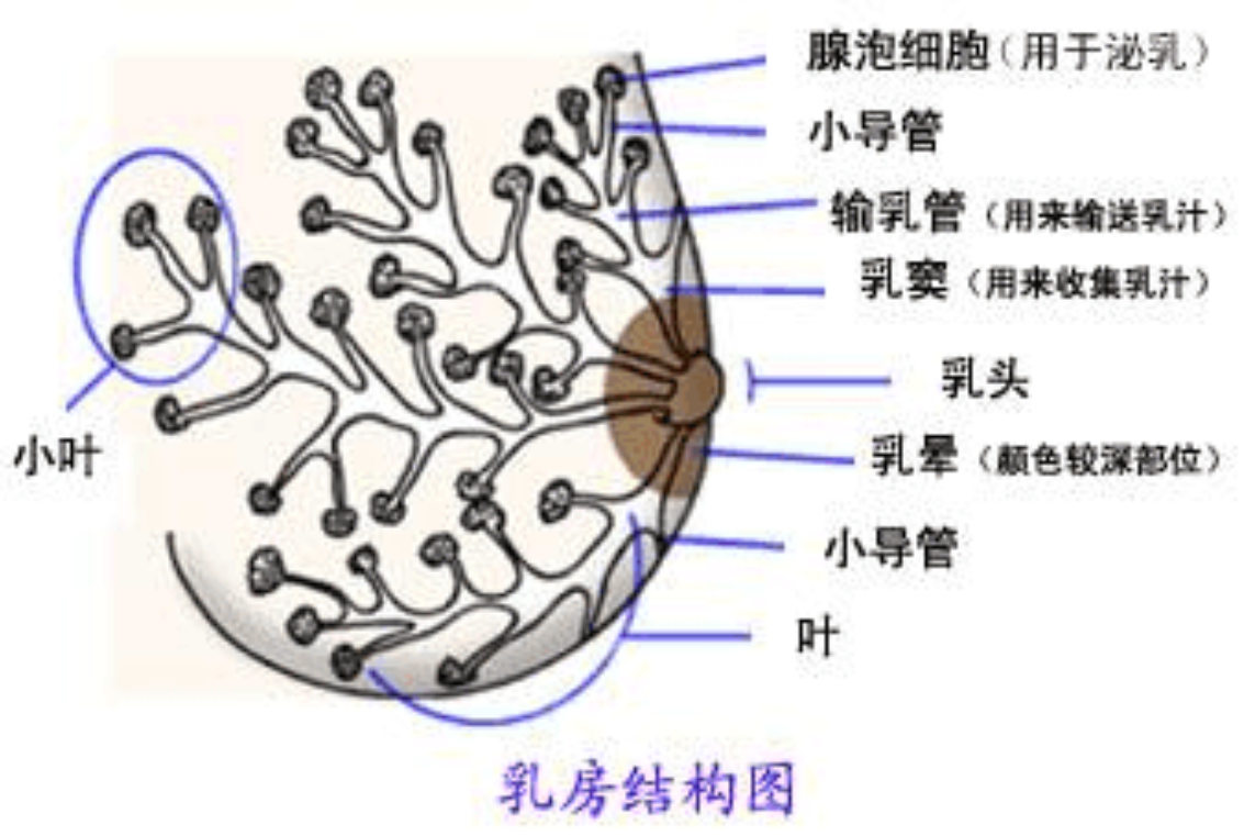 输乳管图片